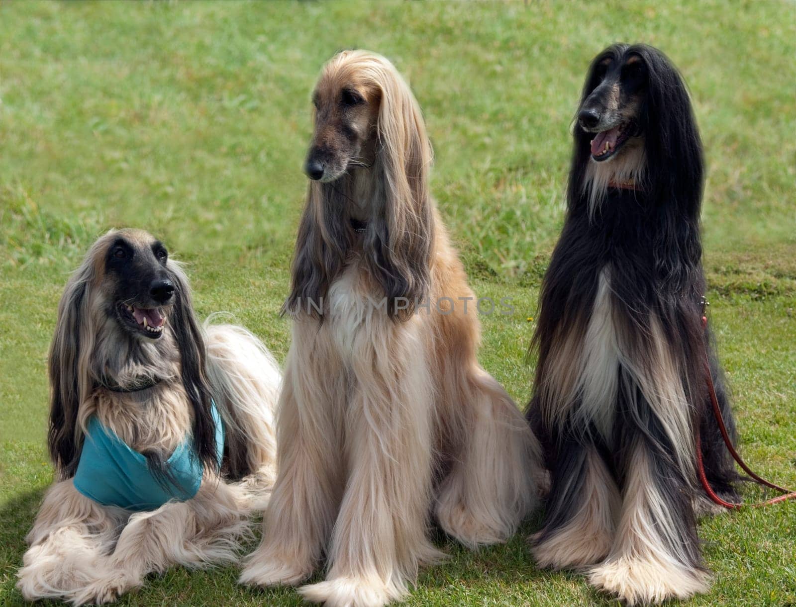 Afghane  Afghanischer  Windhund  Hund