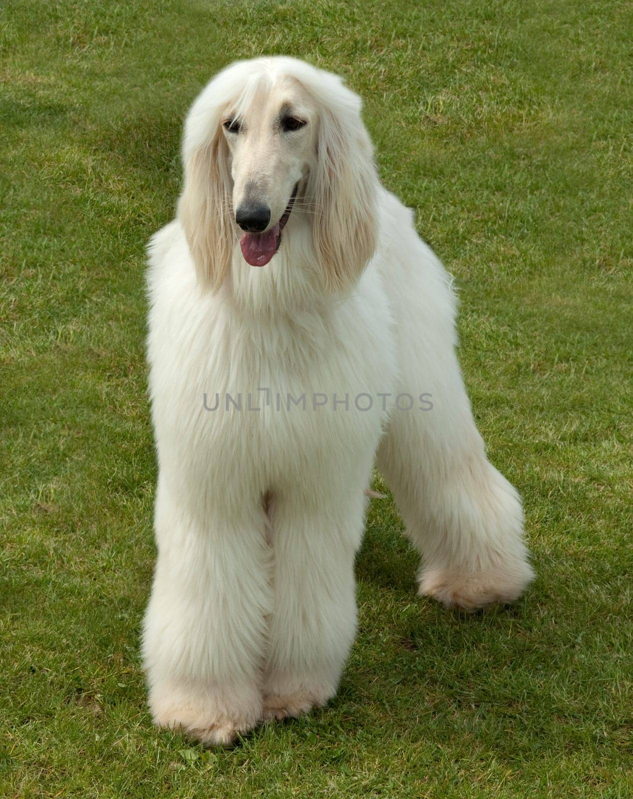 Afghane  Afghanischer  Windhund  Hund