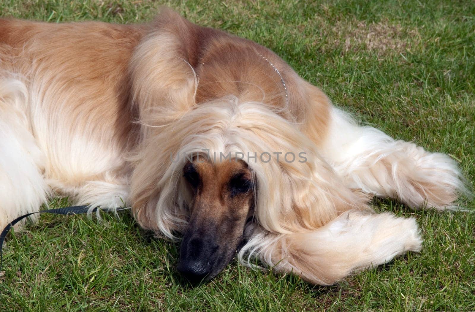 Afghane  Afghanischer  Windhund  Hund