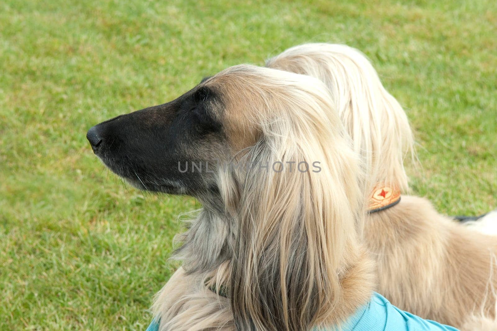 Afghane  Afghanischer  Windhund  Hund