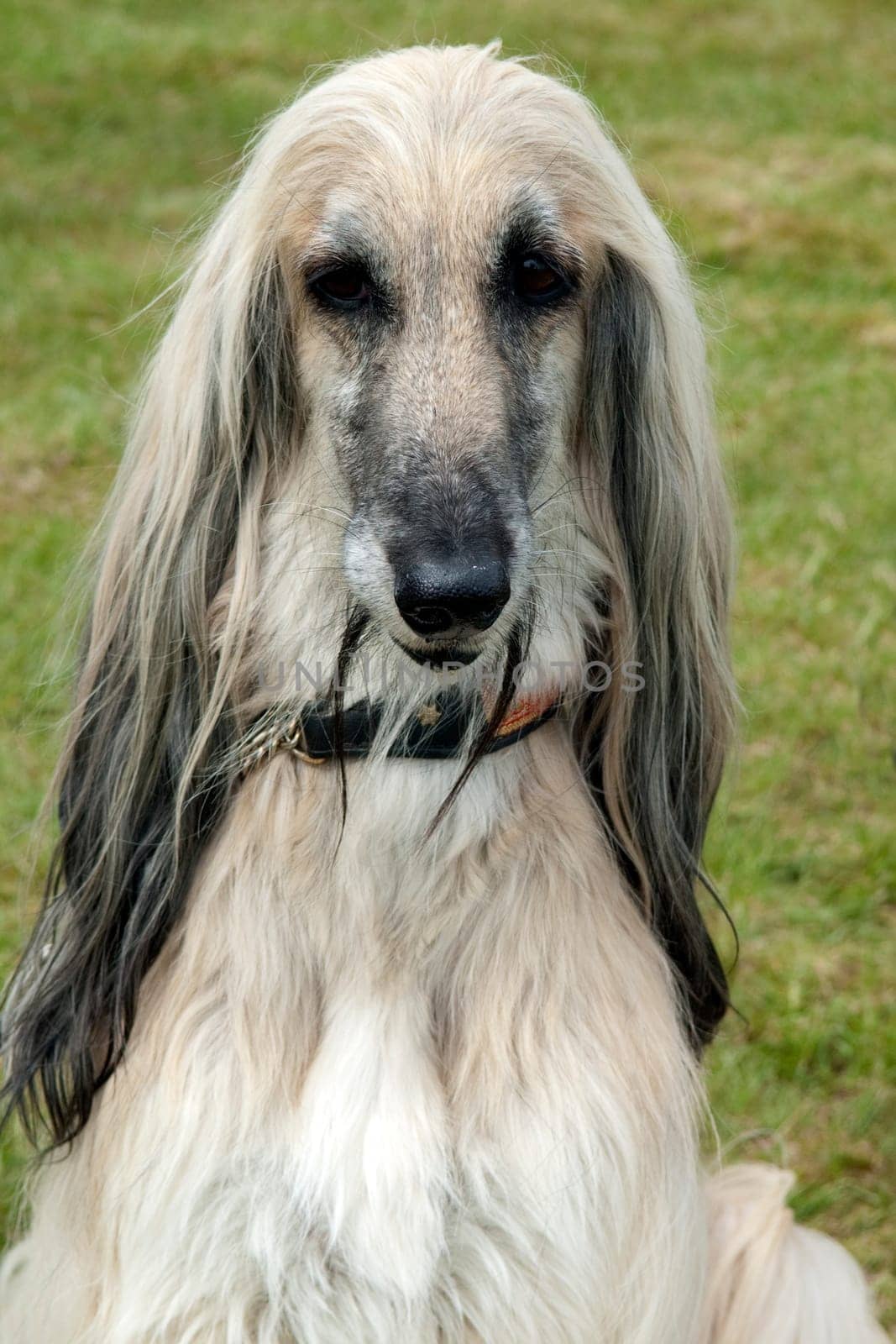 Afghane  Afghanischer  Windhund  Hund