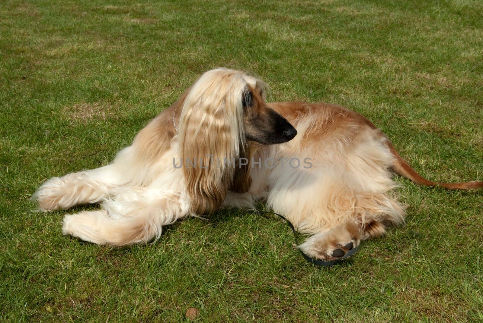 Afghane  Afghanischer  Windhund  Hund