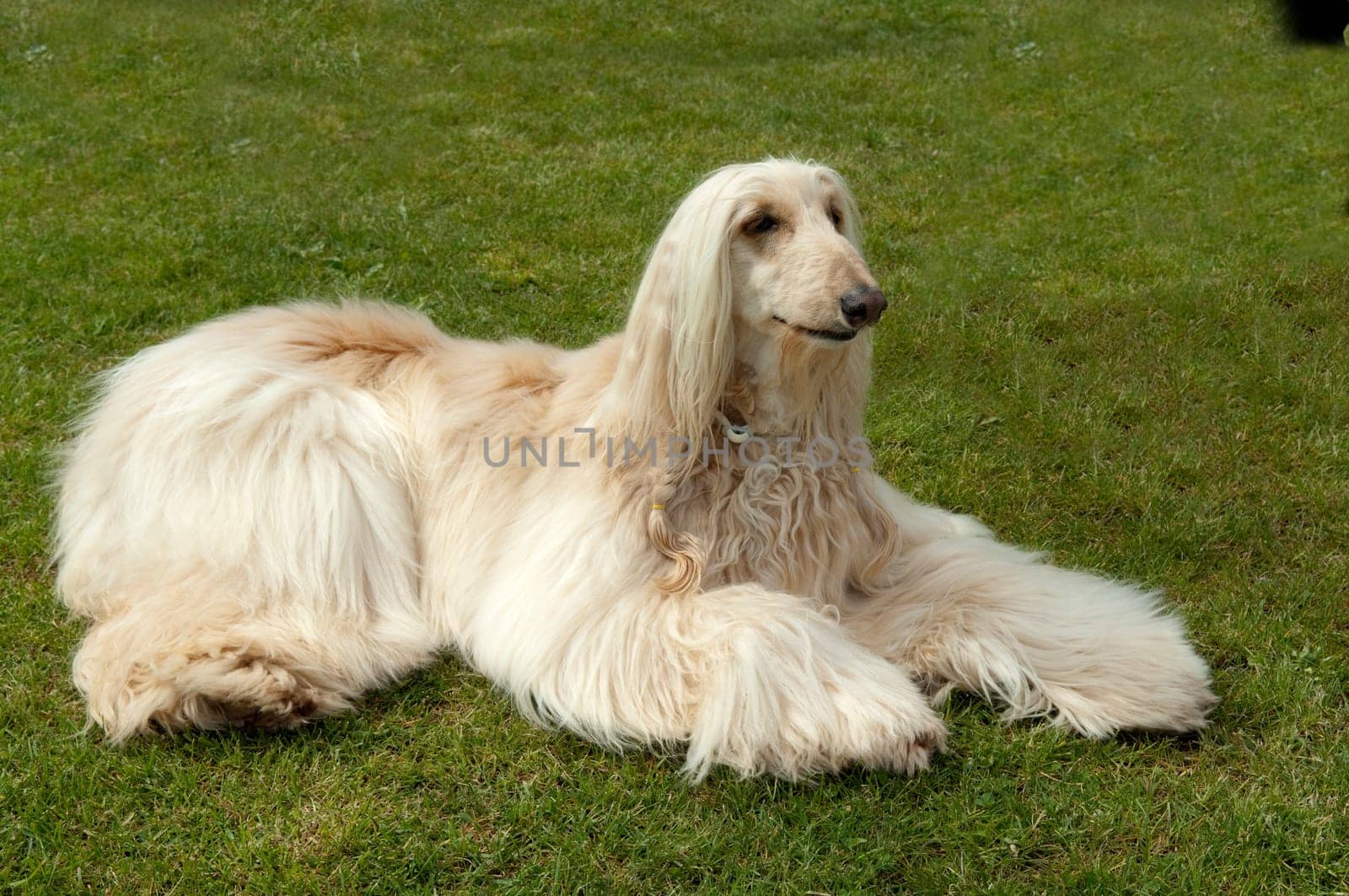 Afghane  Afghanischer  Windhund  Hund