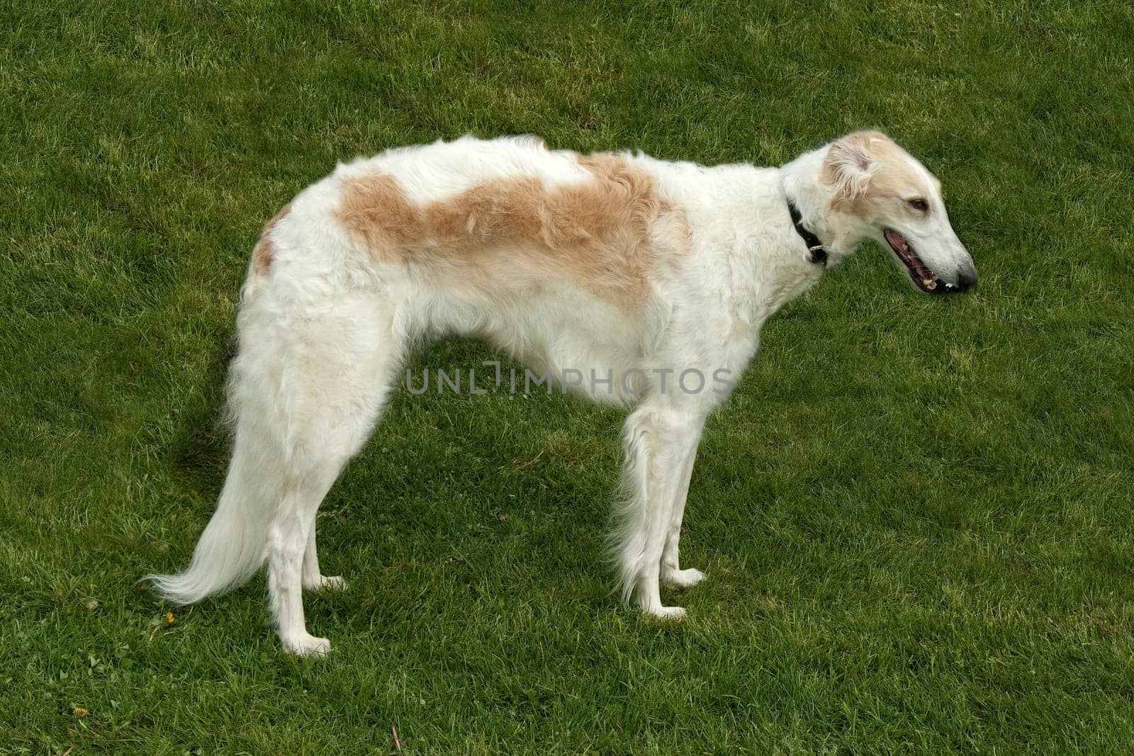 Barsoi, langhaarig, Barzaia, Russischer, Wolfshund