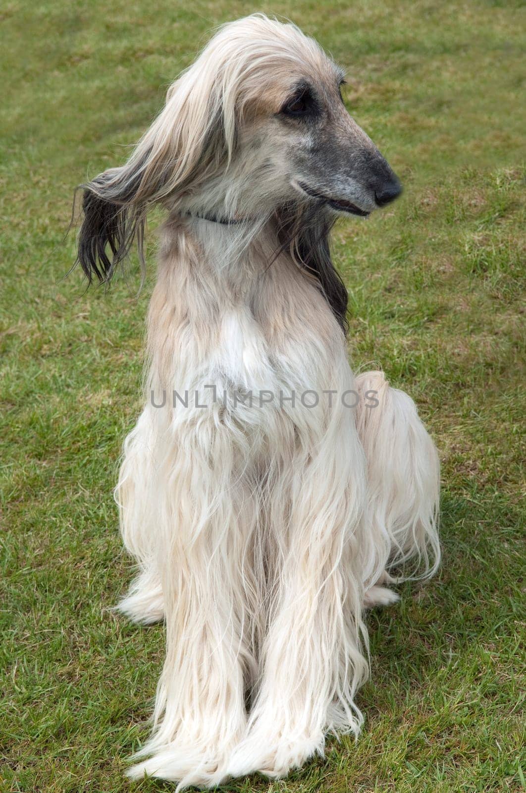 Afghane  Afghanischer  Windhund  Hund