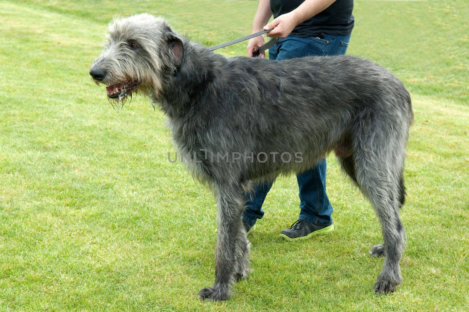 irischer Wolfshund