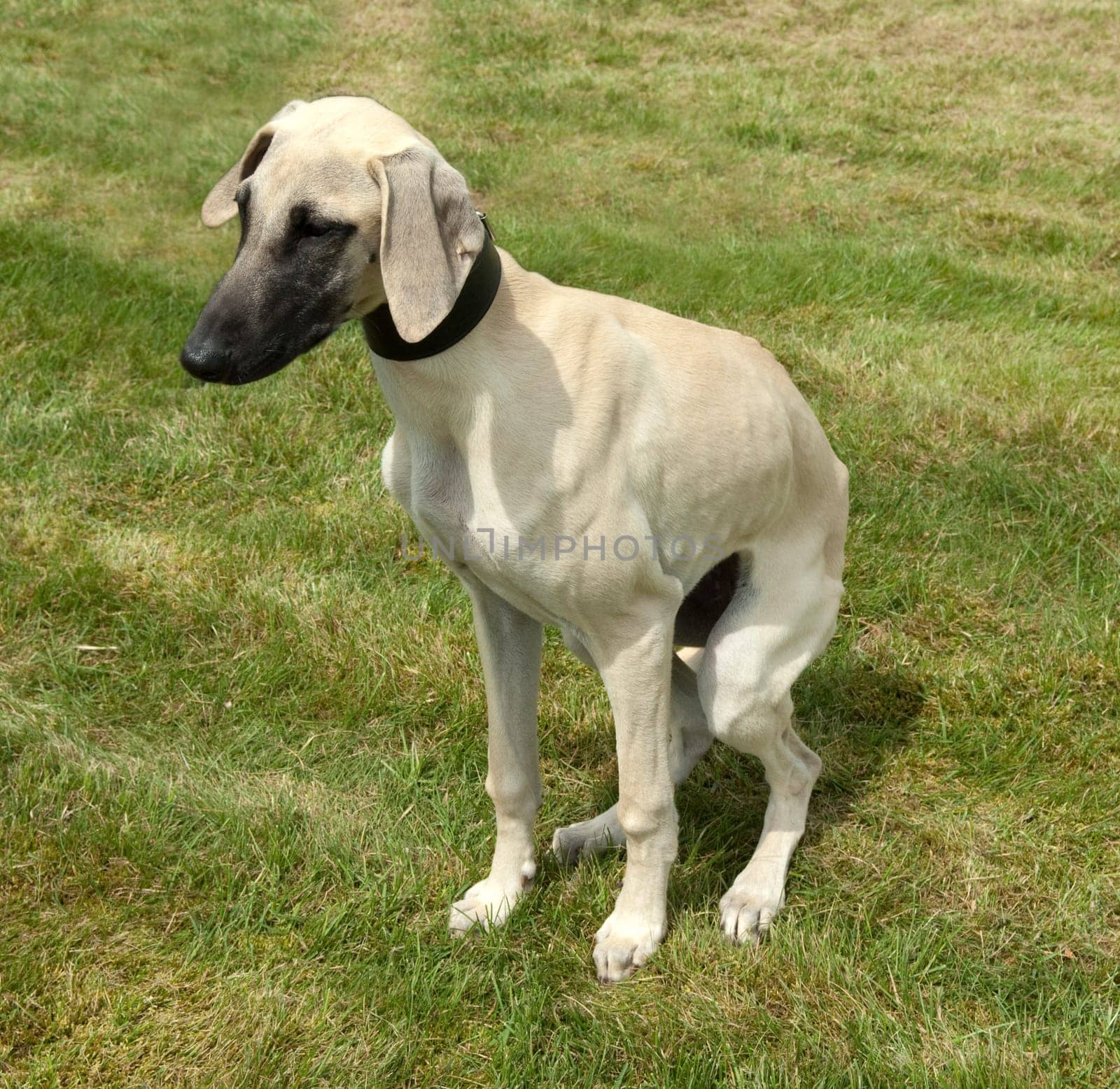 Kurzhaarsaluki, Saluki, Hunderasse, Windhund