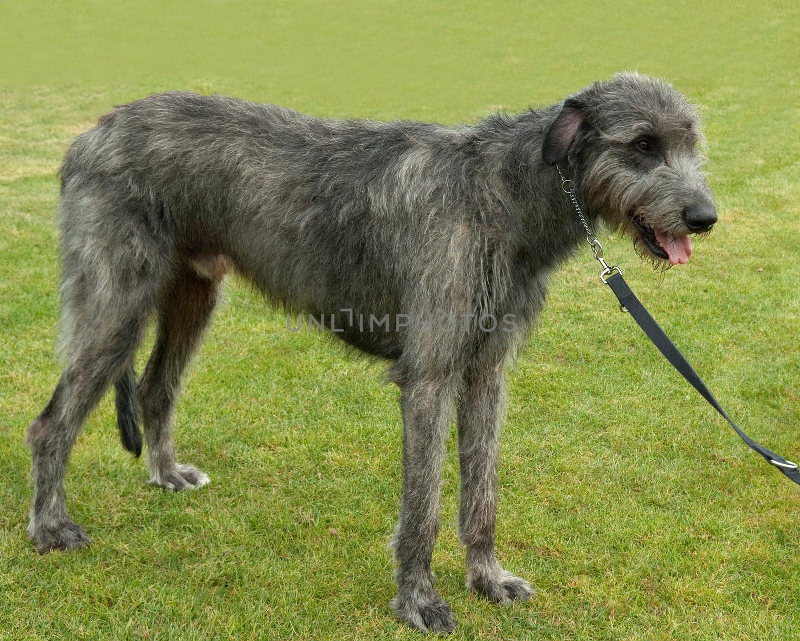 irischer Wolfshund