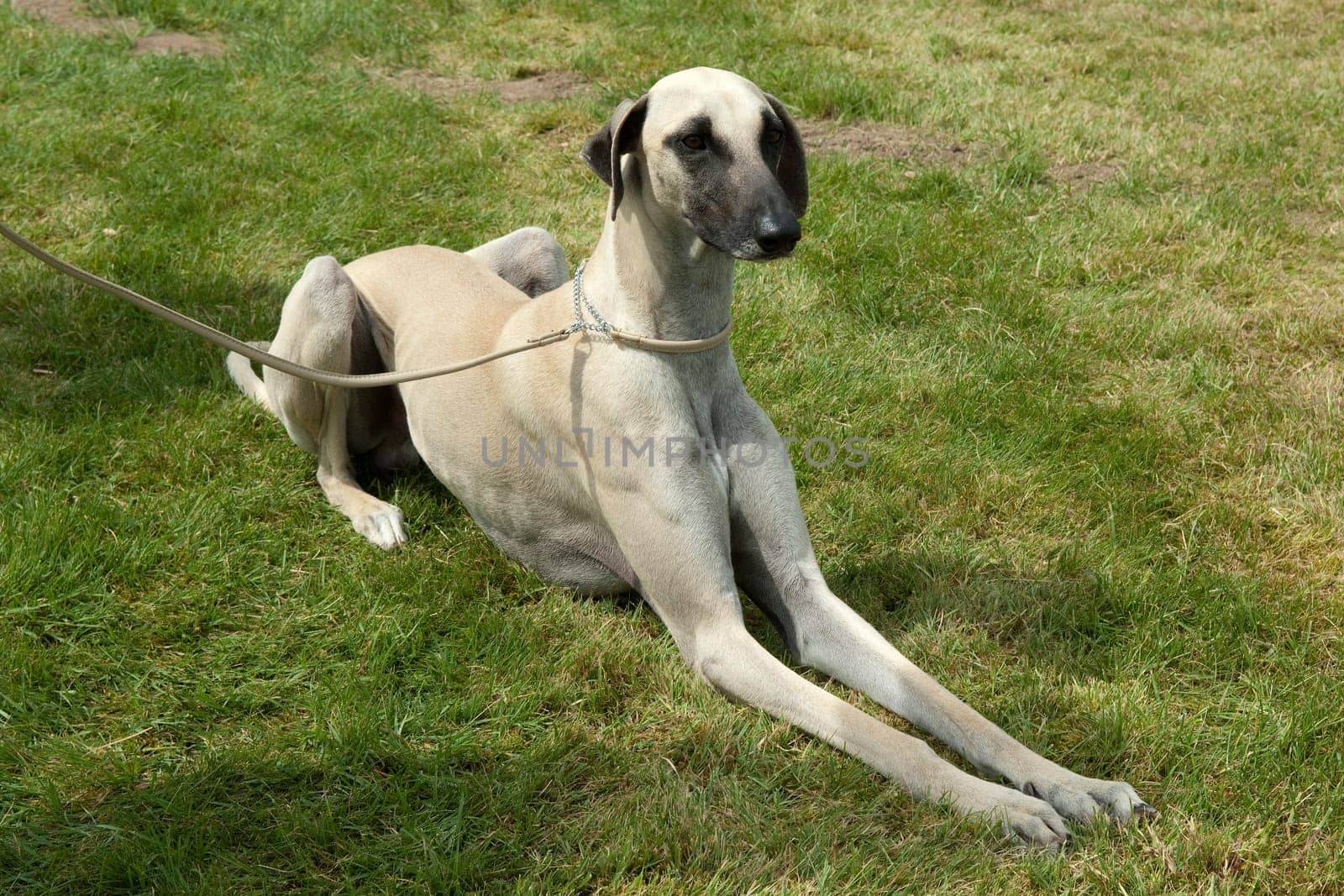 Kurzhaarsaluki, Saluki, Hunderasse, Windhund