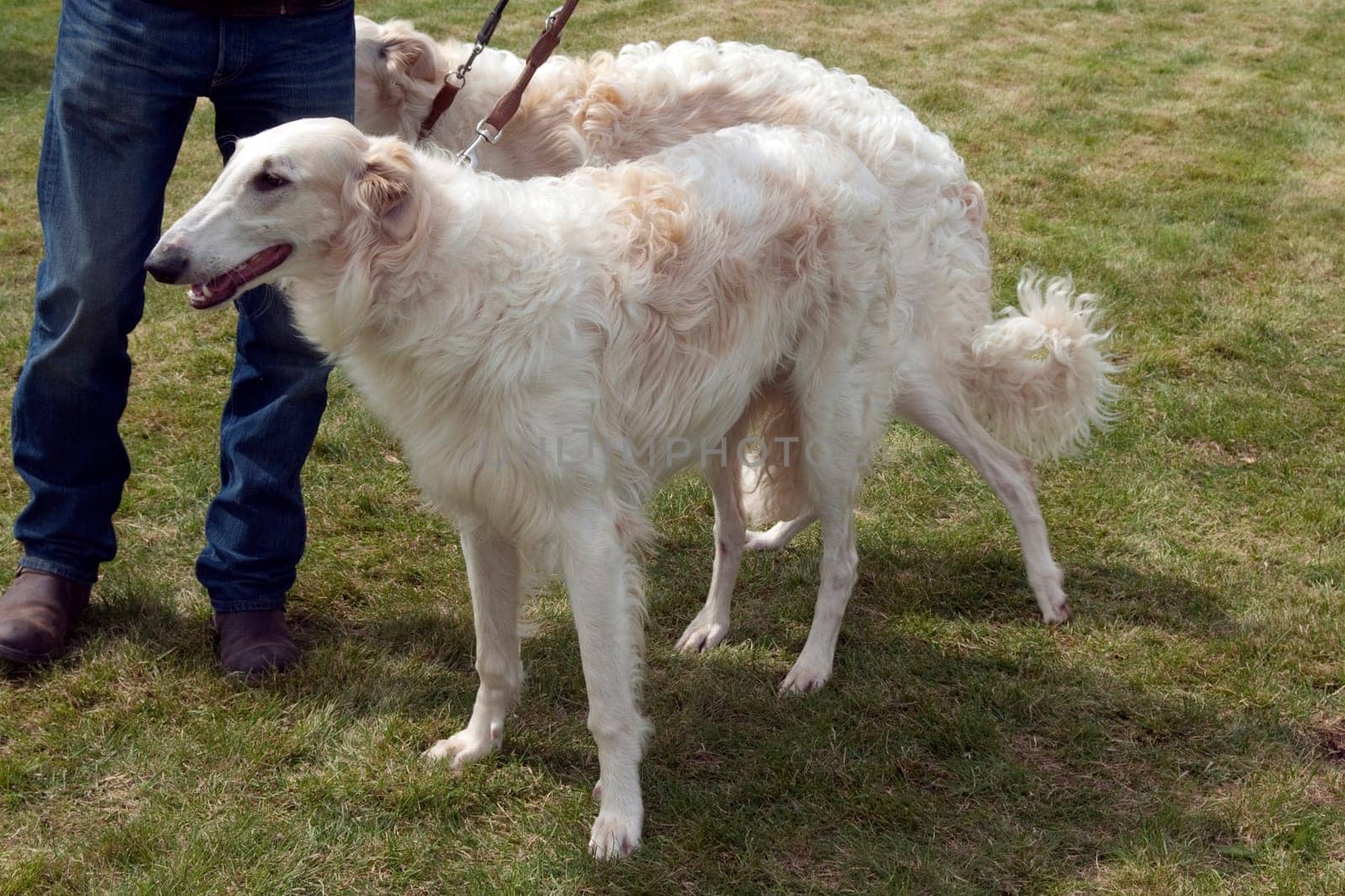 Barsoi, langhaarig, Barzaia, Russischer, Wolfshund