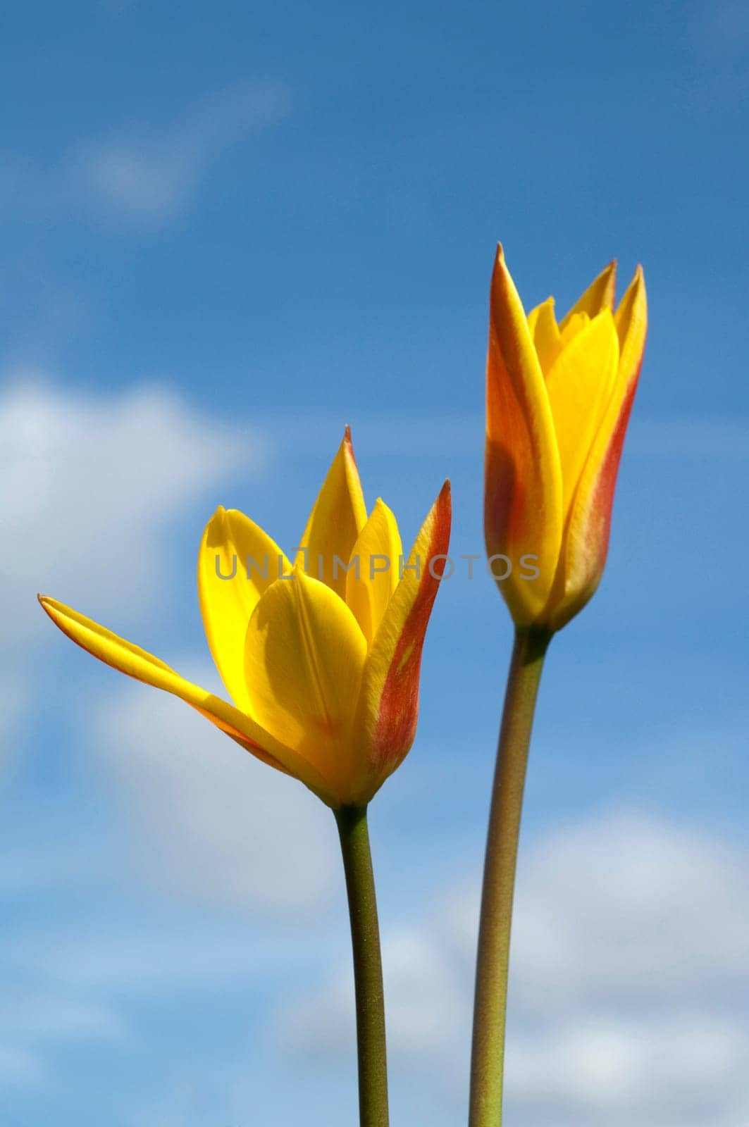 Lieblichbluehende, bluehende, Tulpe