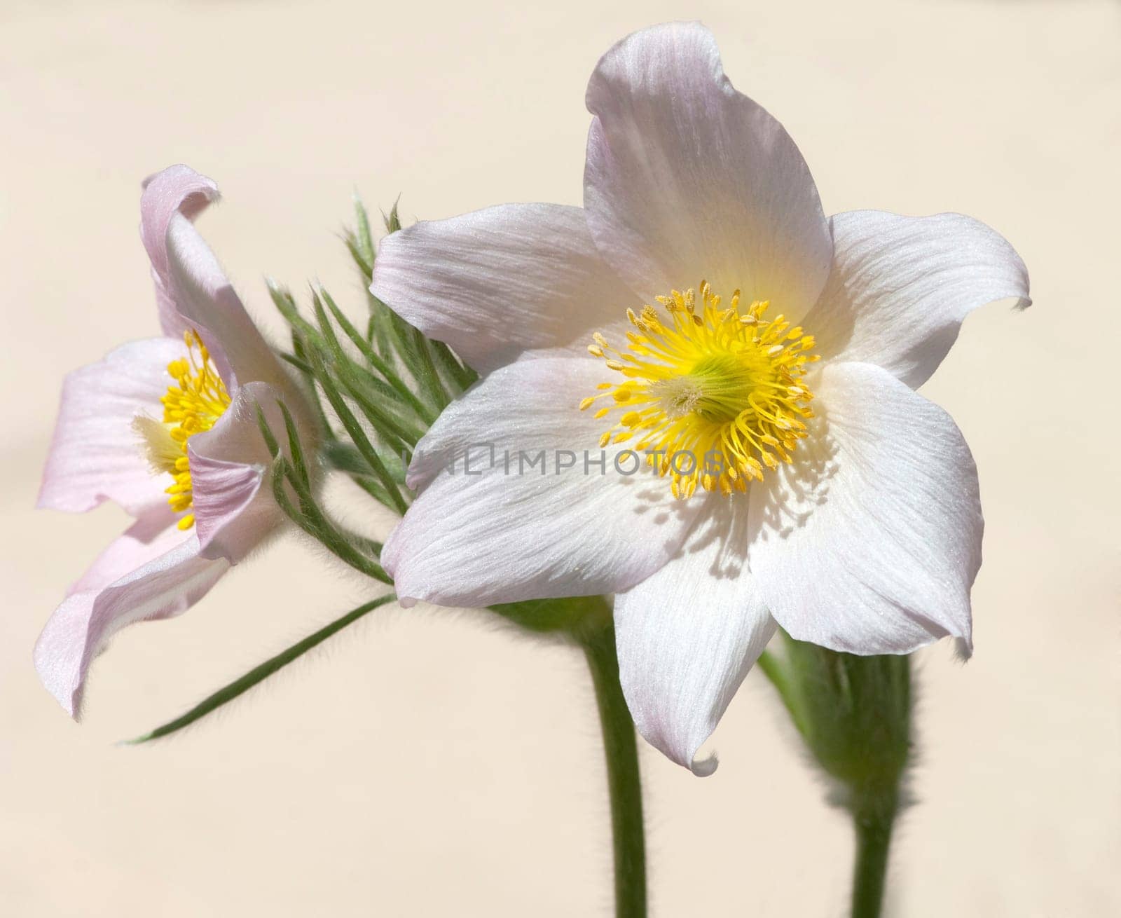 Kuechenschelle  Pulsatilla alba