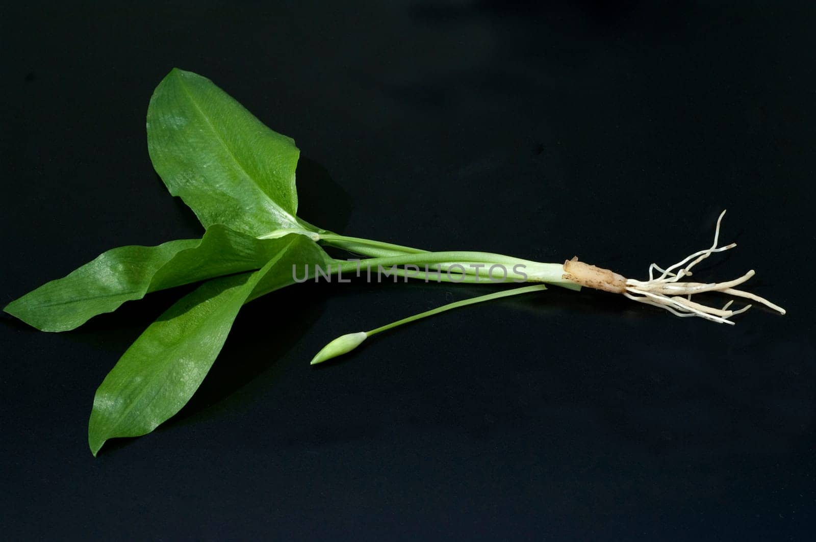 Baerlauch  Allium  ursinum