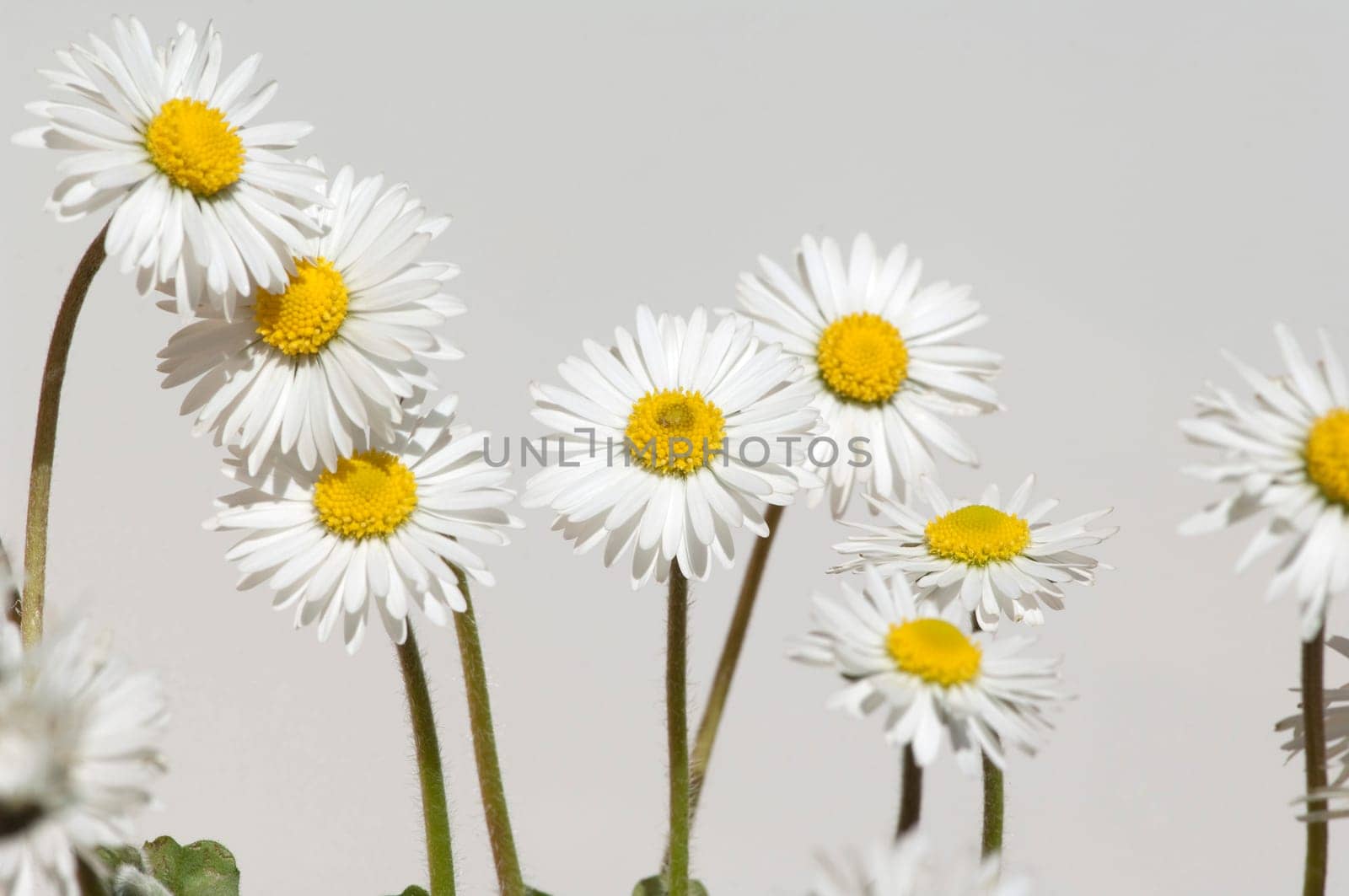 Gaensebluemchen  Bellis  Perennis