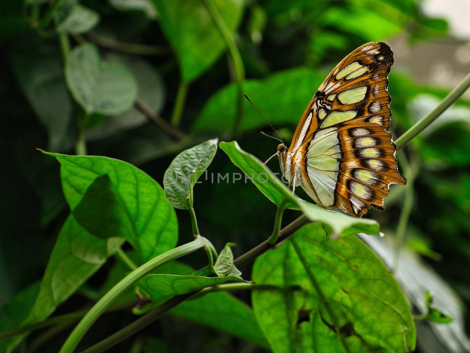 colorful butterfly on a leaf, flower. elegant and delicate. detailed pattern of wings