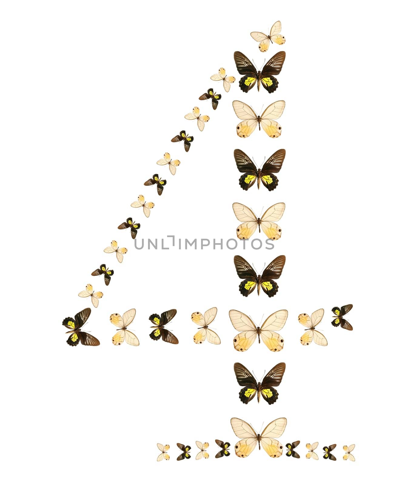 Four number butterfly show isolated
