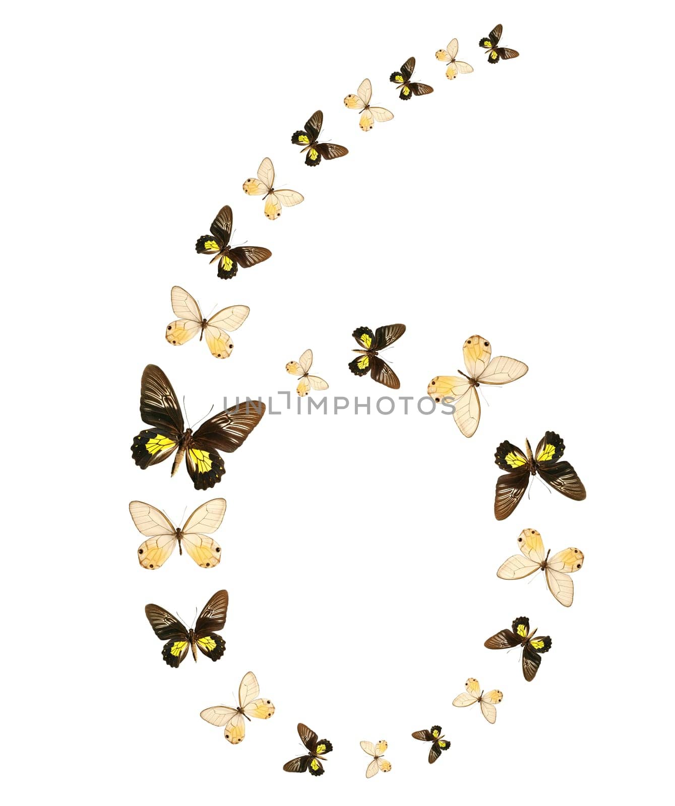 Six number butterfly show isolated