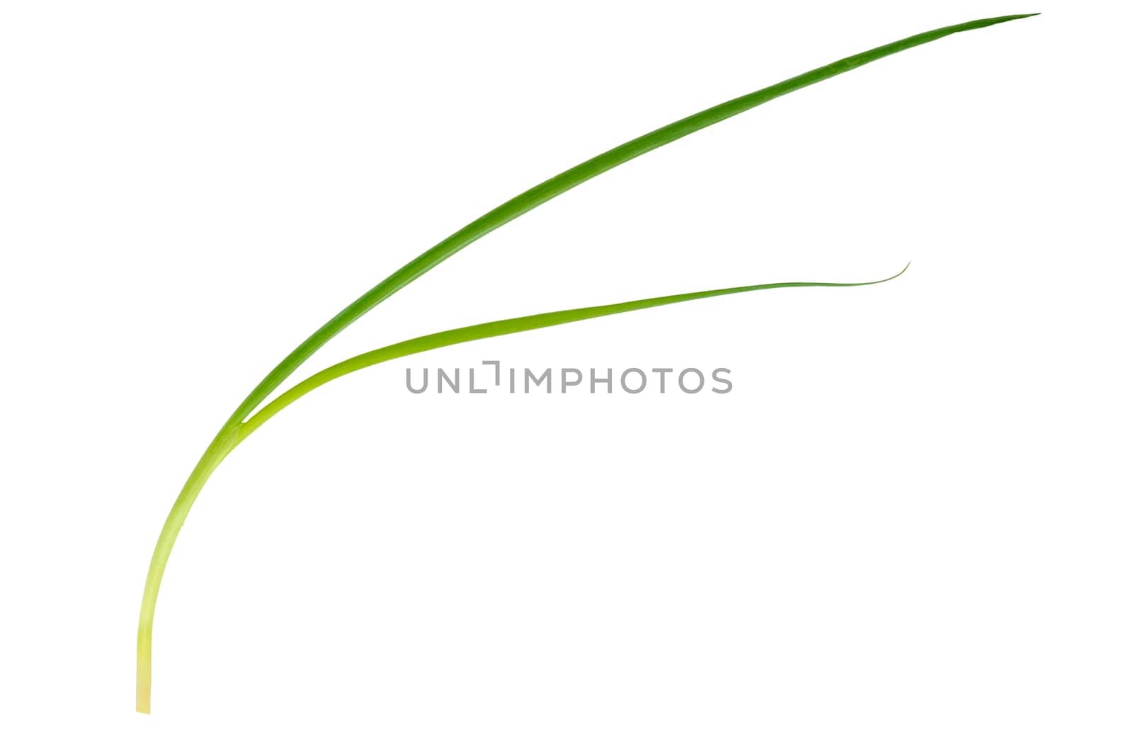 Stem of green spring onion isolated on white background