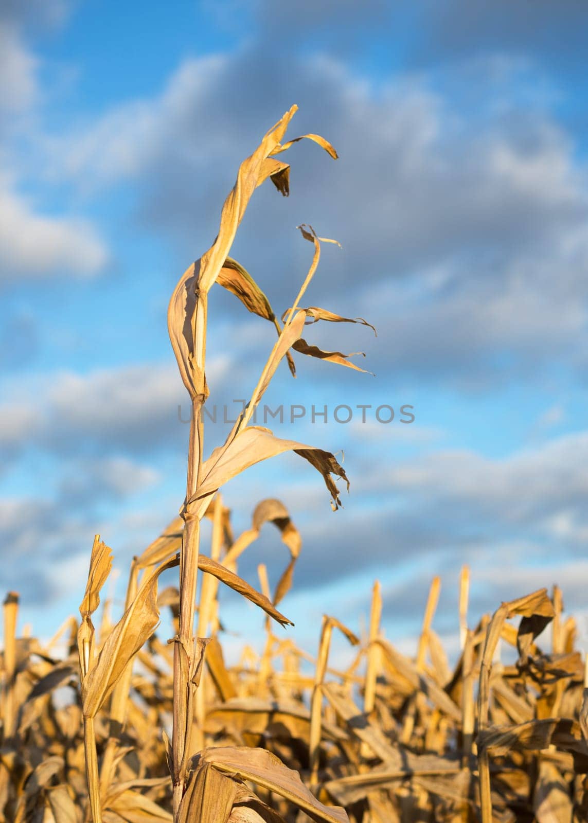 Dried corn stalks in a field at the end of a summer
