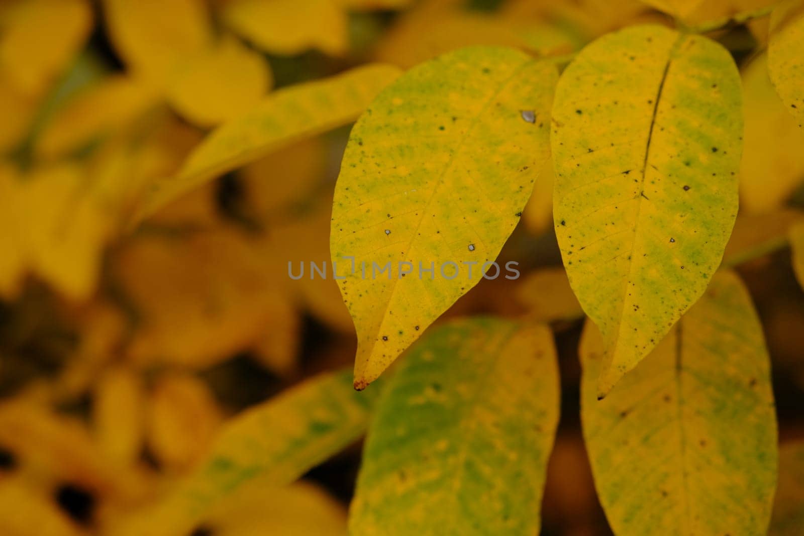 Autumn leaves on the sun. Fall blurred background. Yellow leaves.