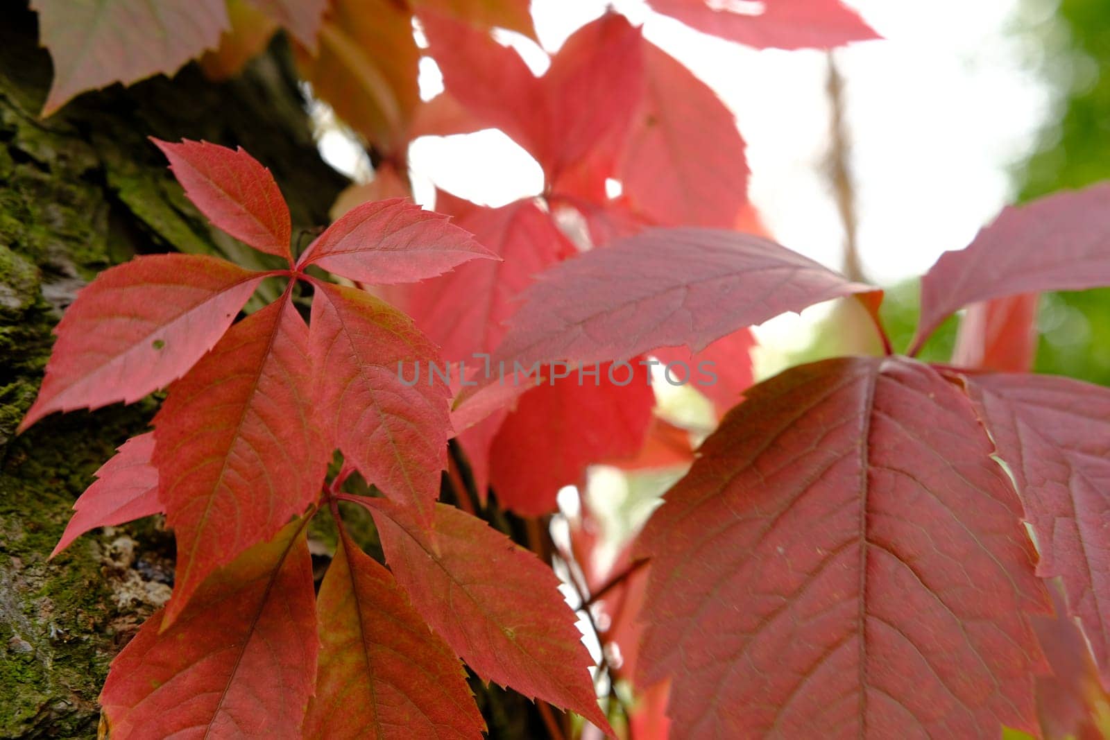 red leaves in autumn of wild grape.