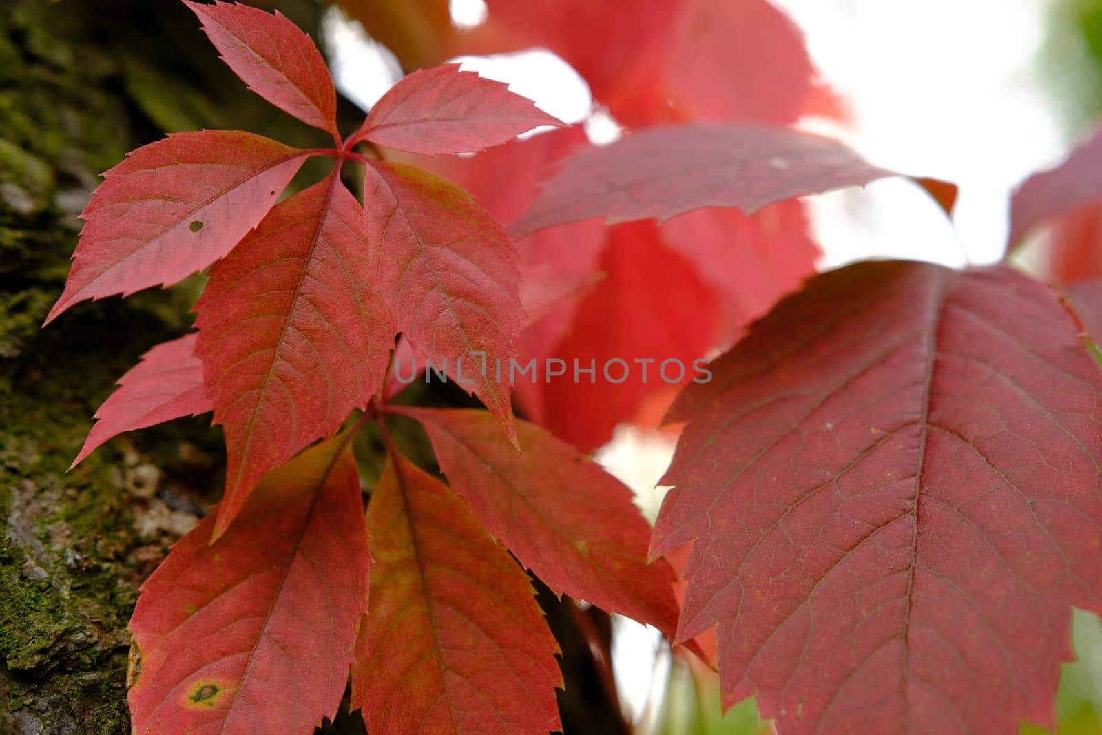 red leaves in autumn of wild grape.