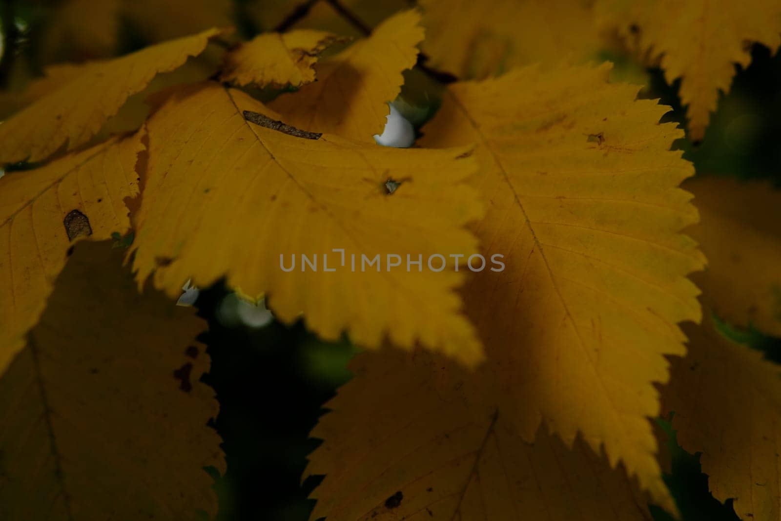 Autumn leaves on the sun. Fall blurred background. Yellow leaves.