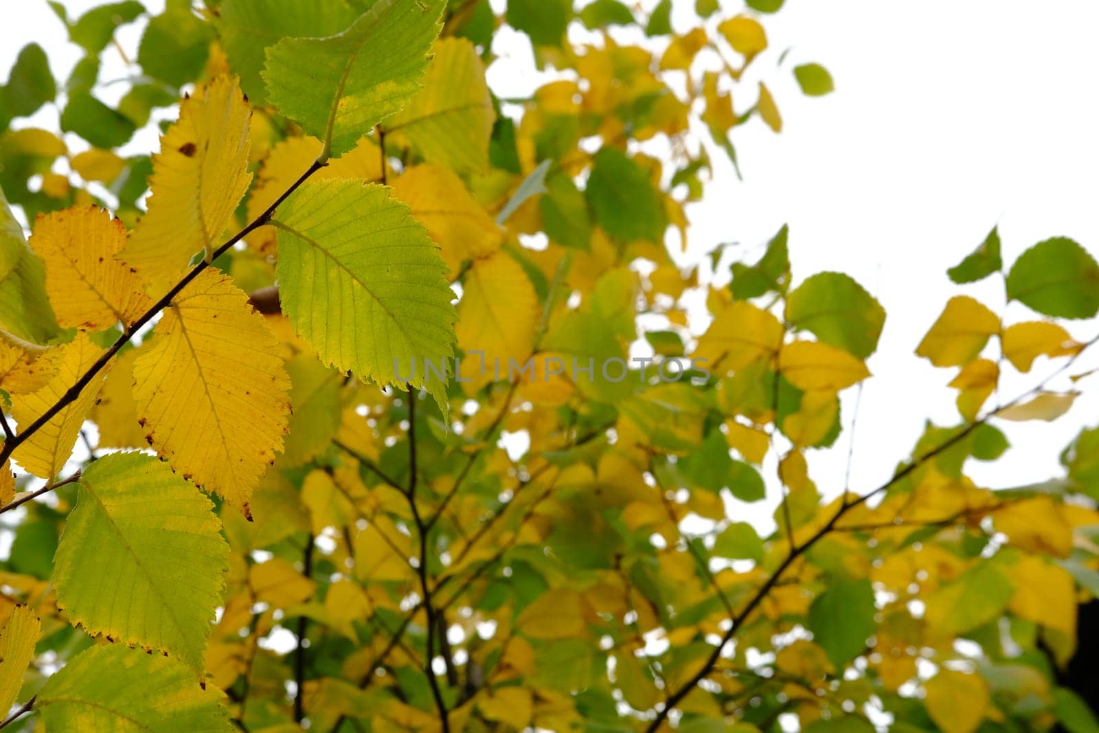 Autumn leaves on the sun. Fall blurred background. Yellow leaves.