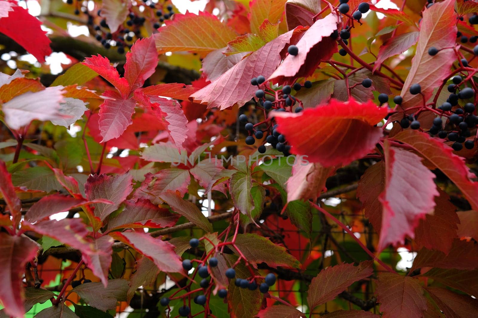red leaves in autumn of wild grape on the metal fance.
