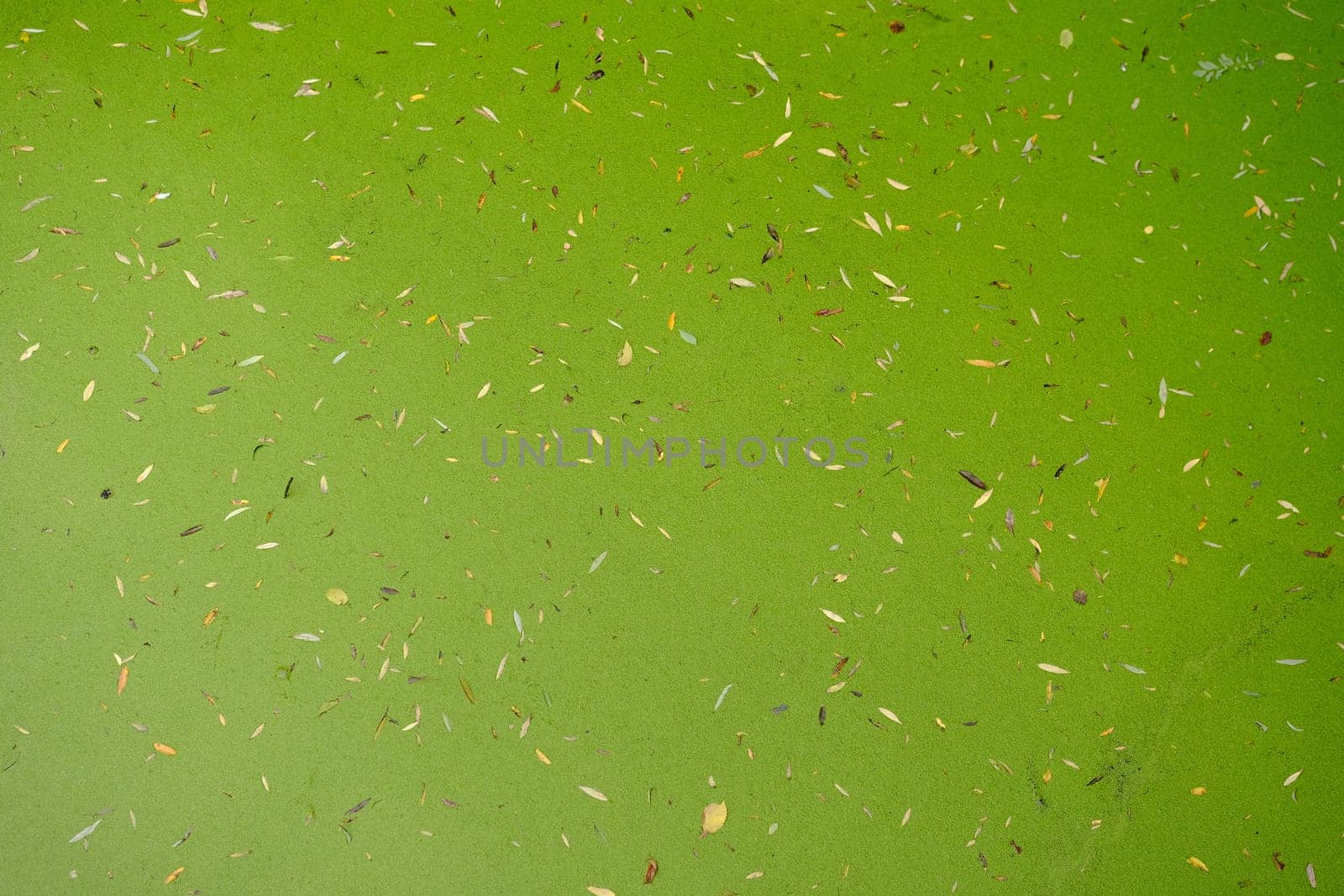 Autumn leaves in the river. Autumn background. Yellow and green leaves in water swamp.