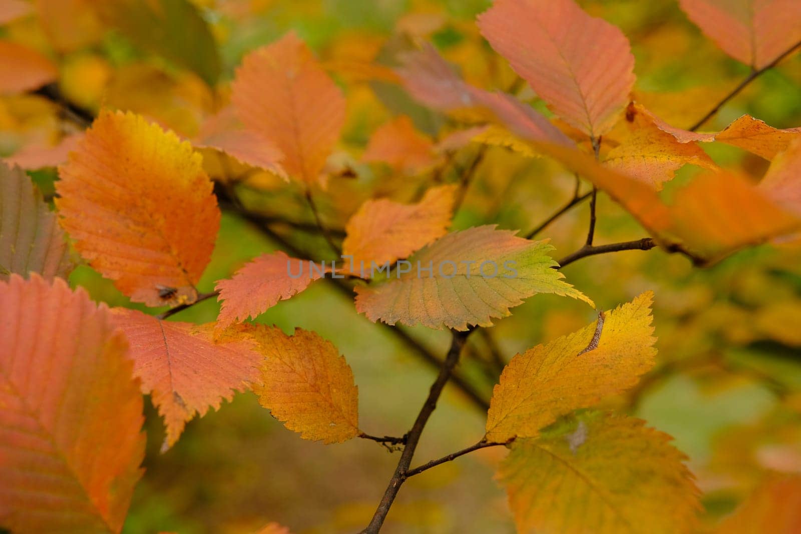 colorfull red and green leaves on tree in autumn time.