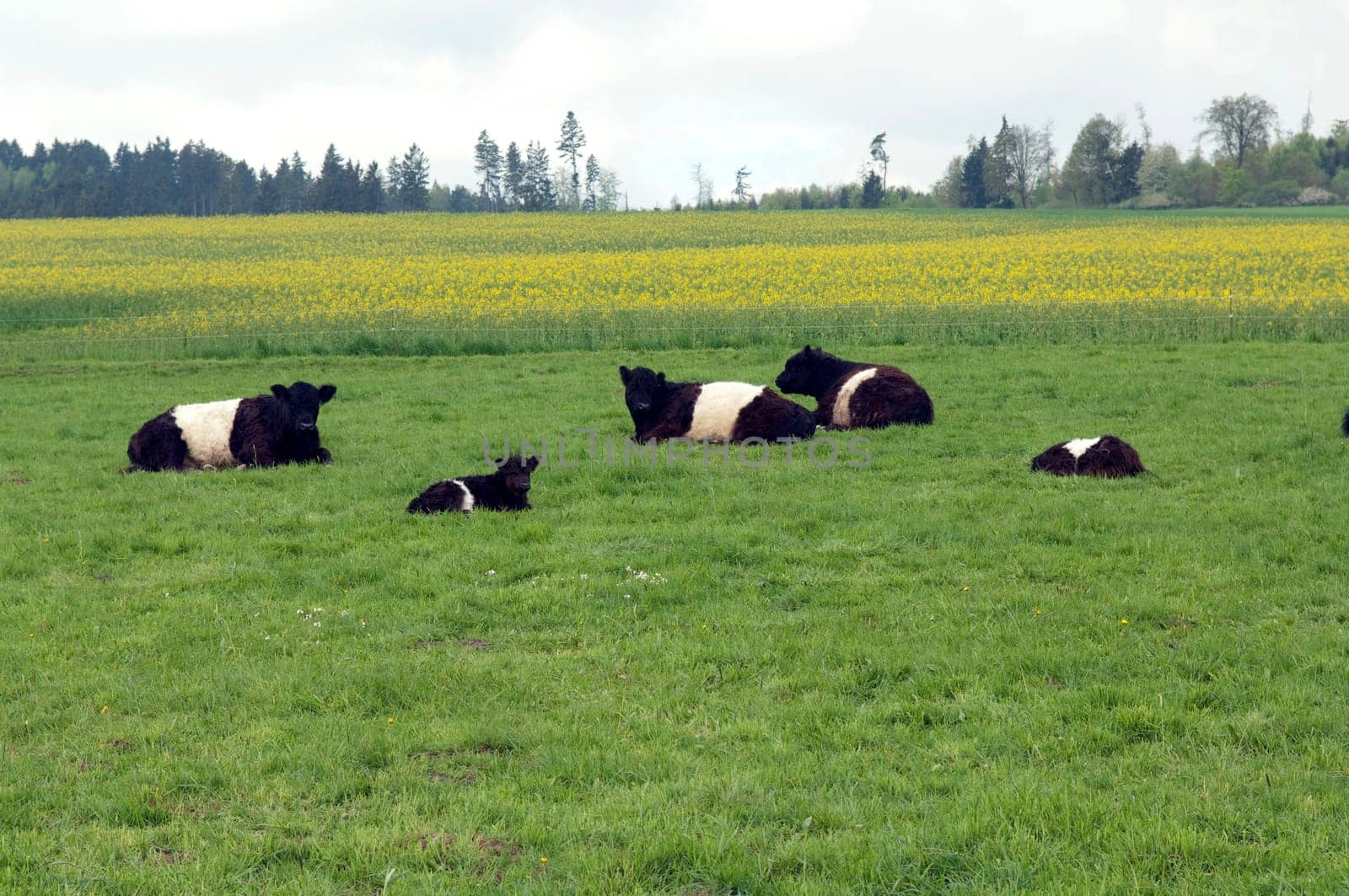 Galloway-Sattelrind, Belted, Galloway