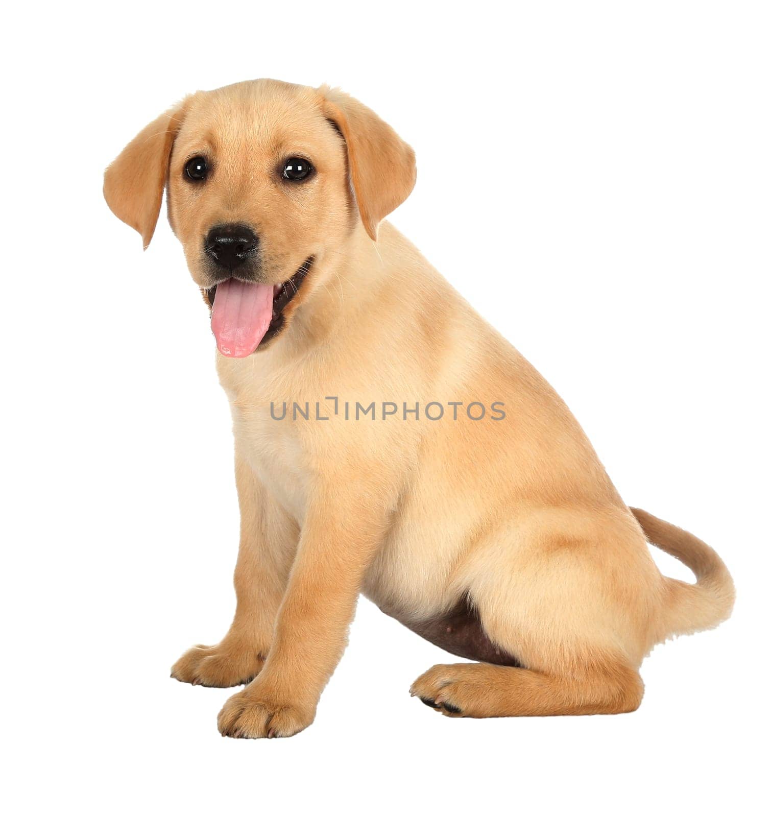 Cute puppy with pink tongue and black nose