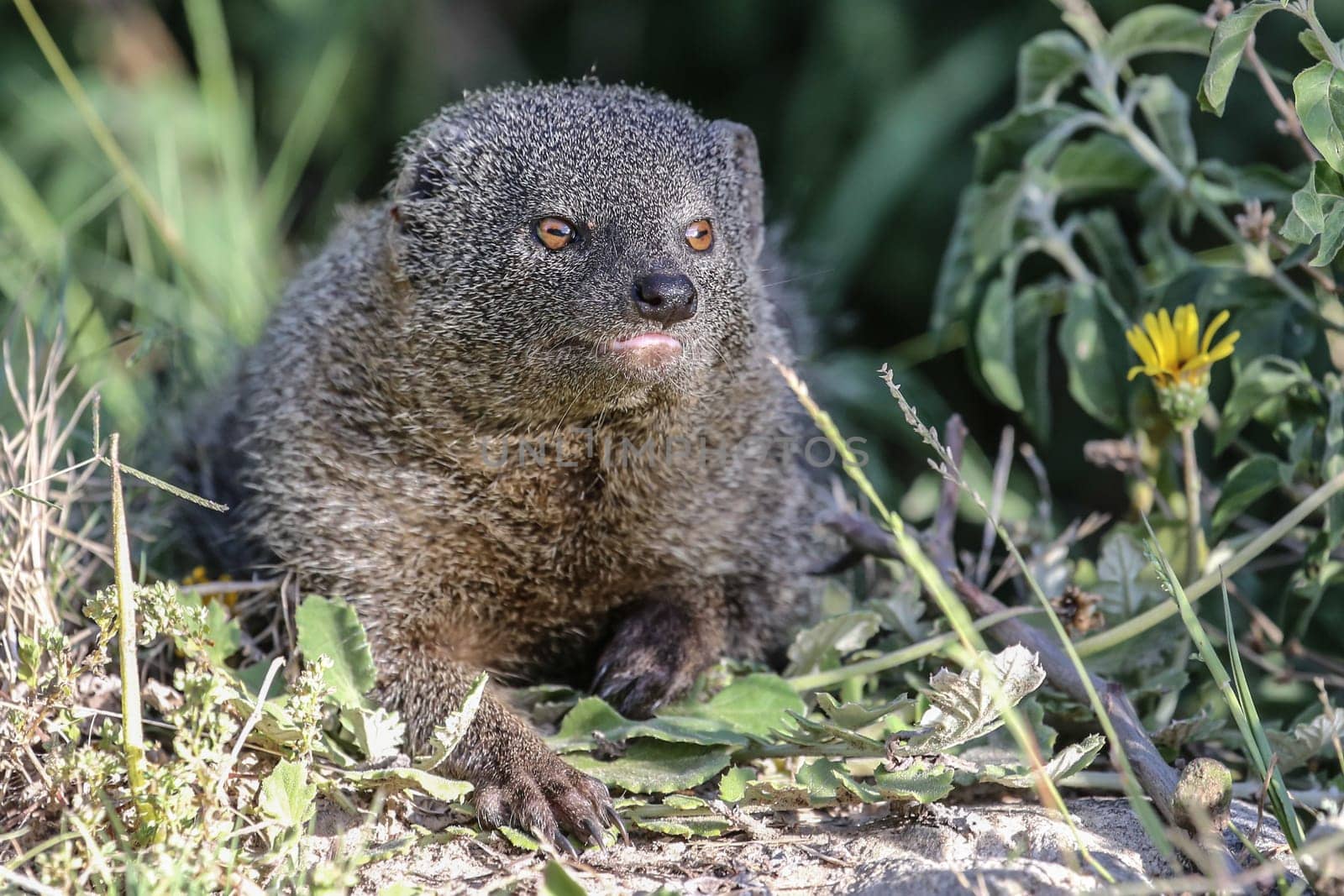 Cute Grey Mongoose hunting in the African undergrowth