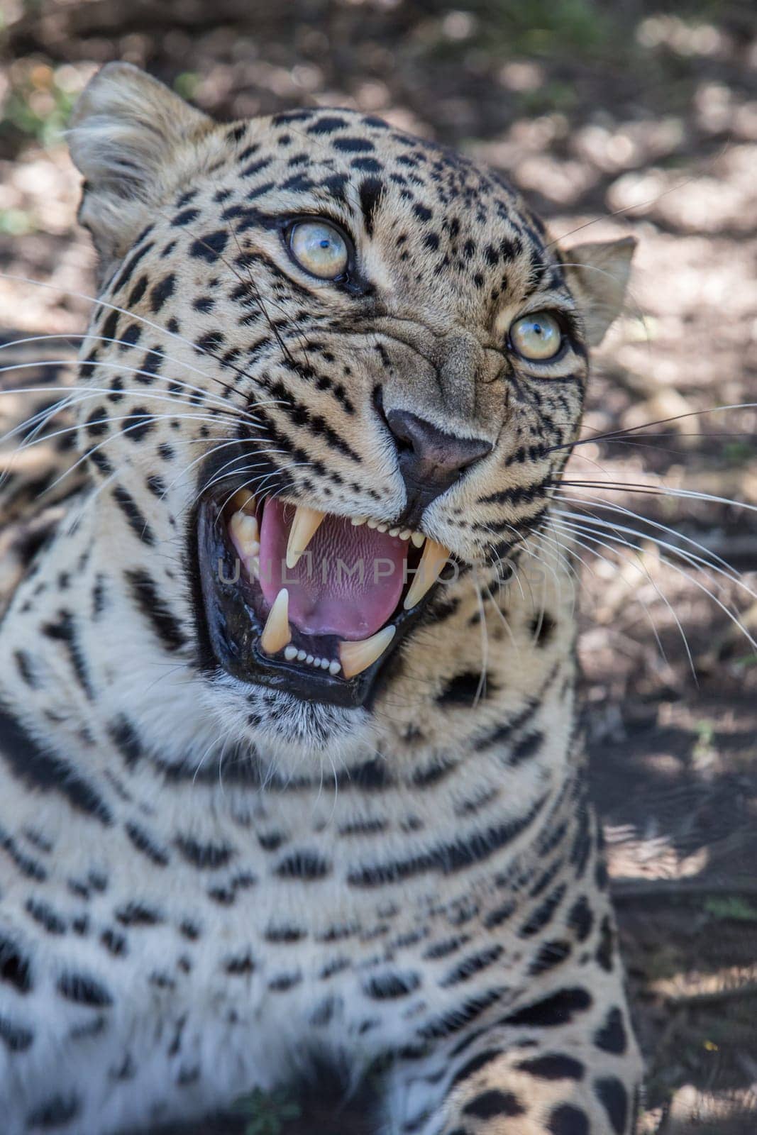 Beuatiful Leopard wild cat with large fangs and snarling