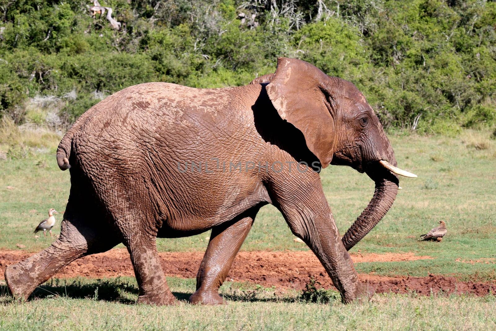 Large African Elephant moving in a hurry