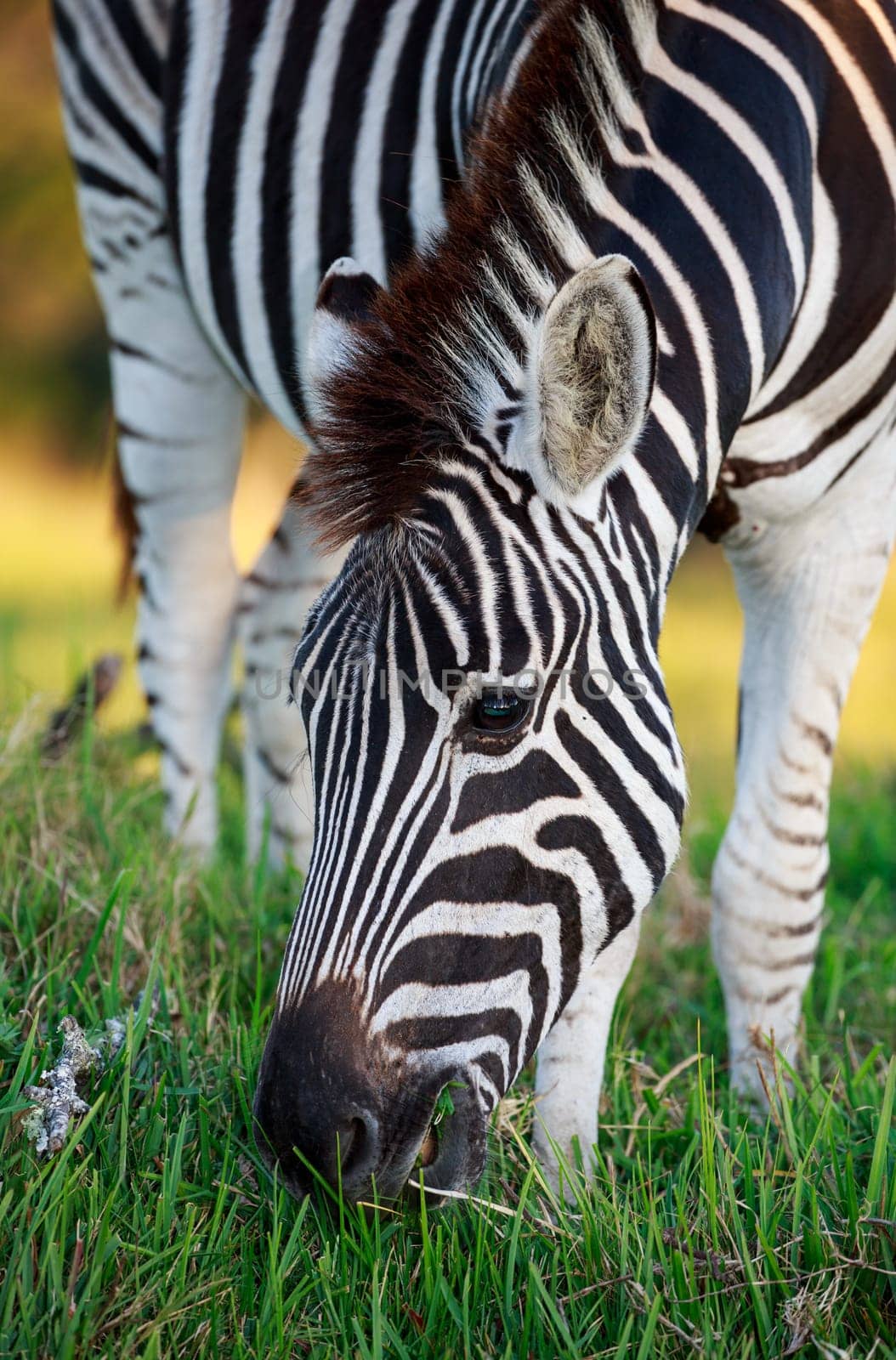 Close up of a Plains Zebra Grazing on Green Grass in Africa