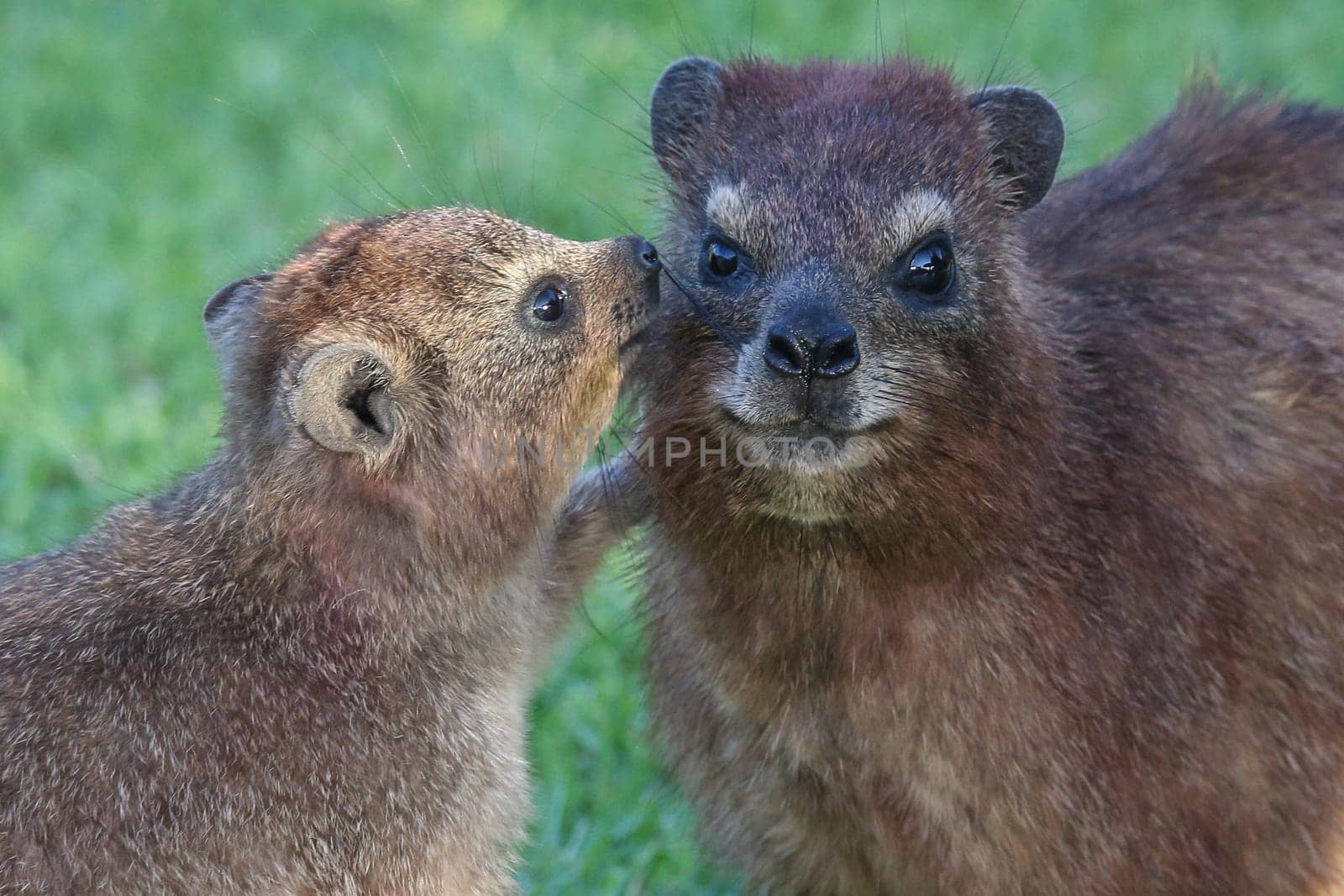 Cute Hyrax or Rock Rabbit baby talking to it's mother