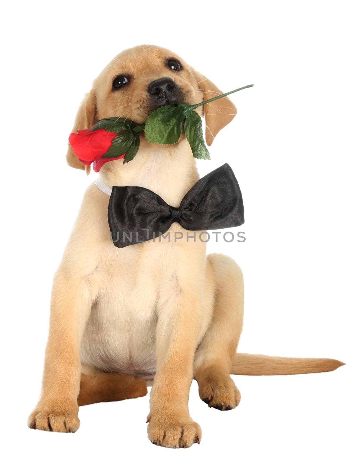 Cute Labrador puppy with a rose and black bow tie