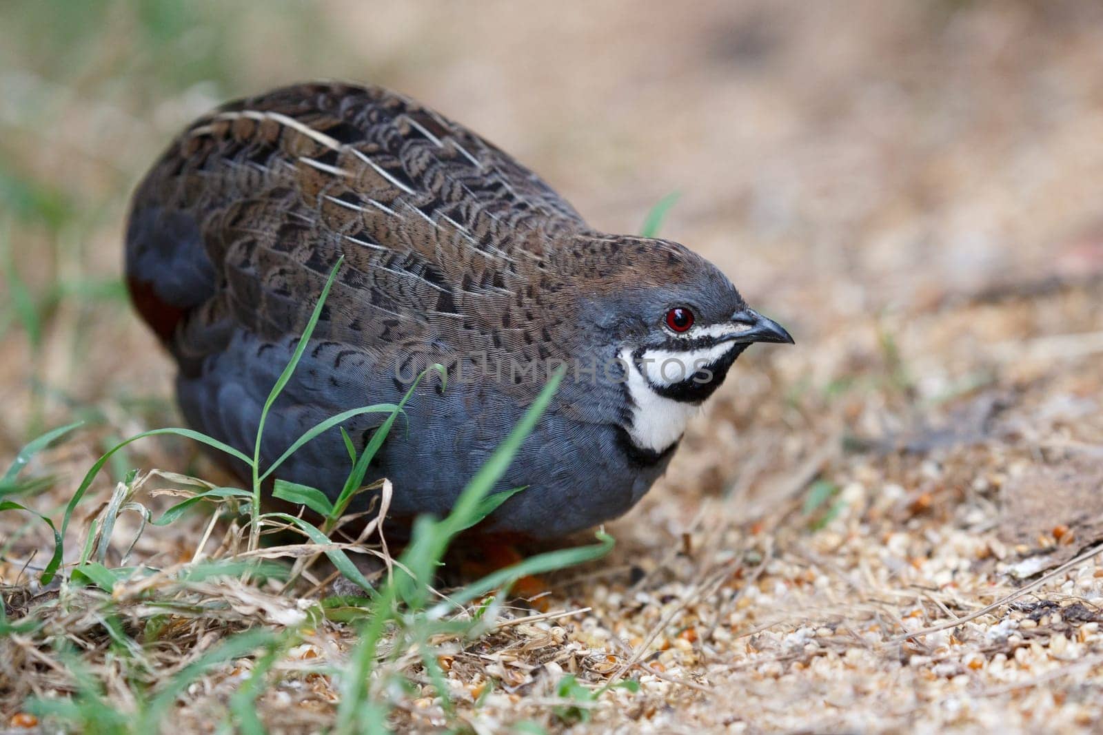 Beautiful male blue quail with black throat patch and red eye