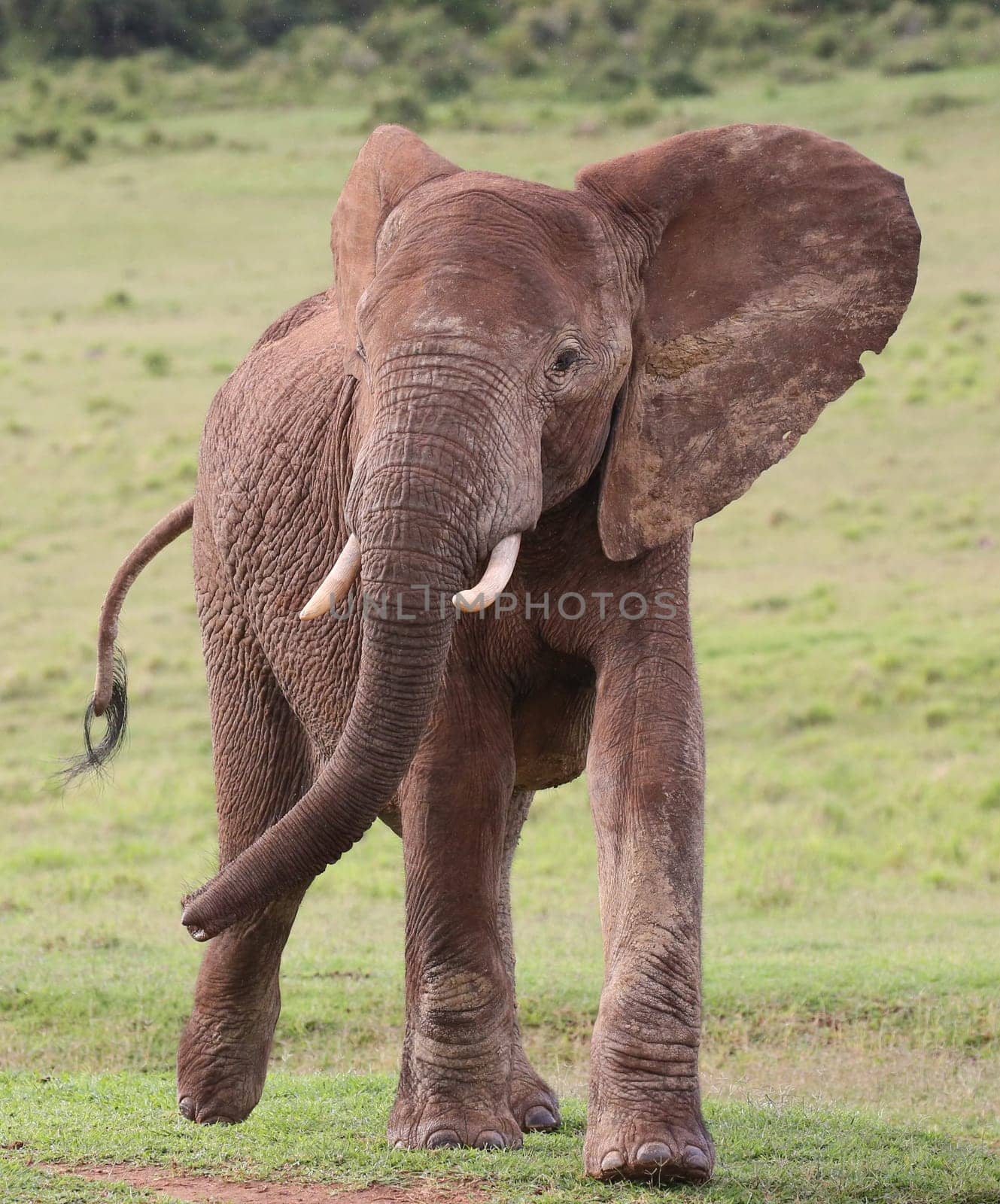 Large male African elephant with trunk extended smelling for water