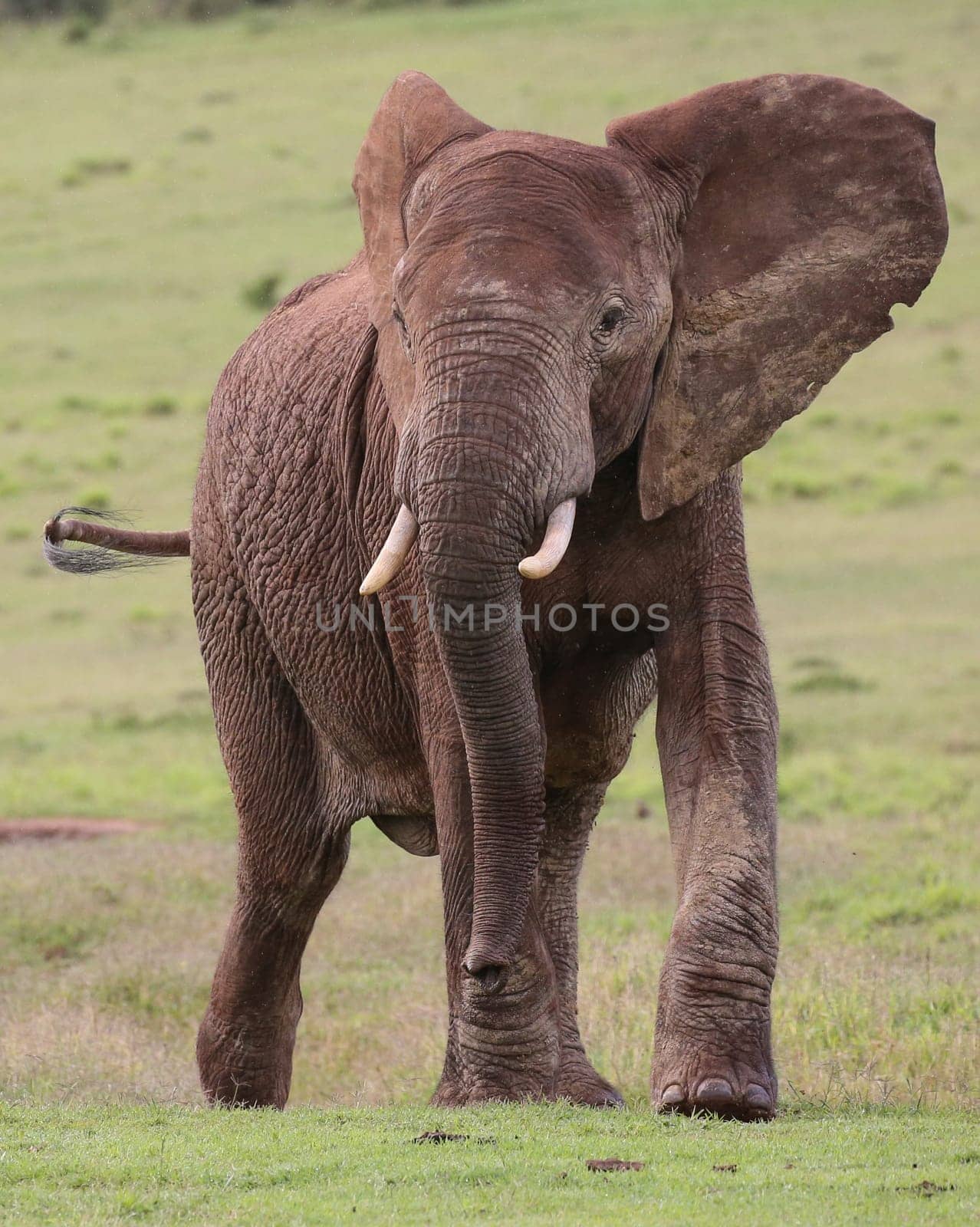 Large male African elephant with trunk extended smelling for water