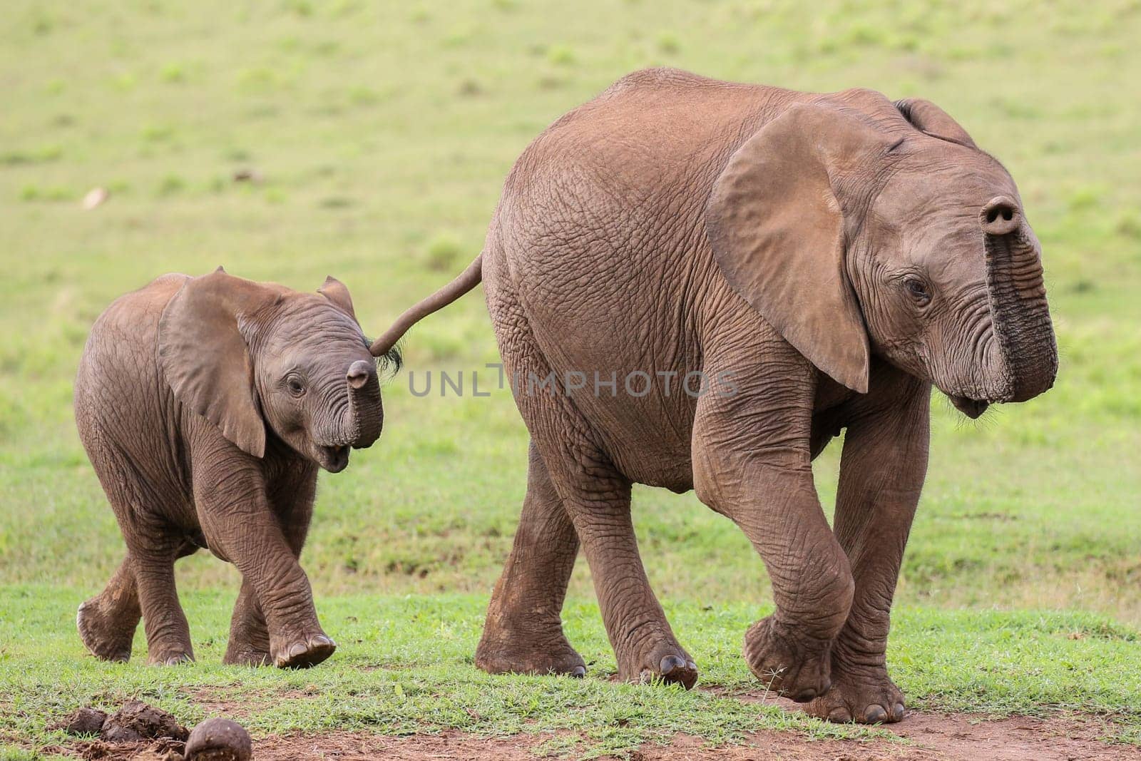 Young family of African elephants walking across the green grass