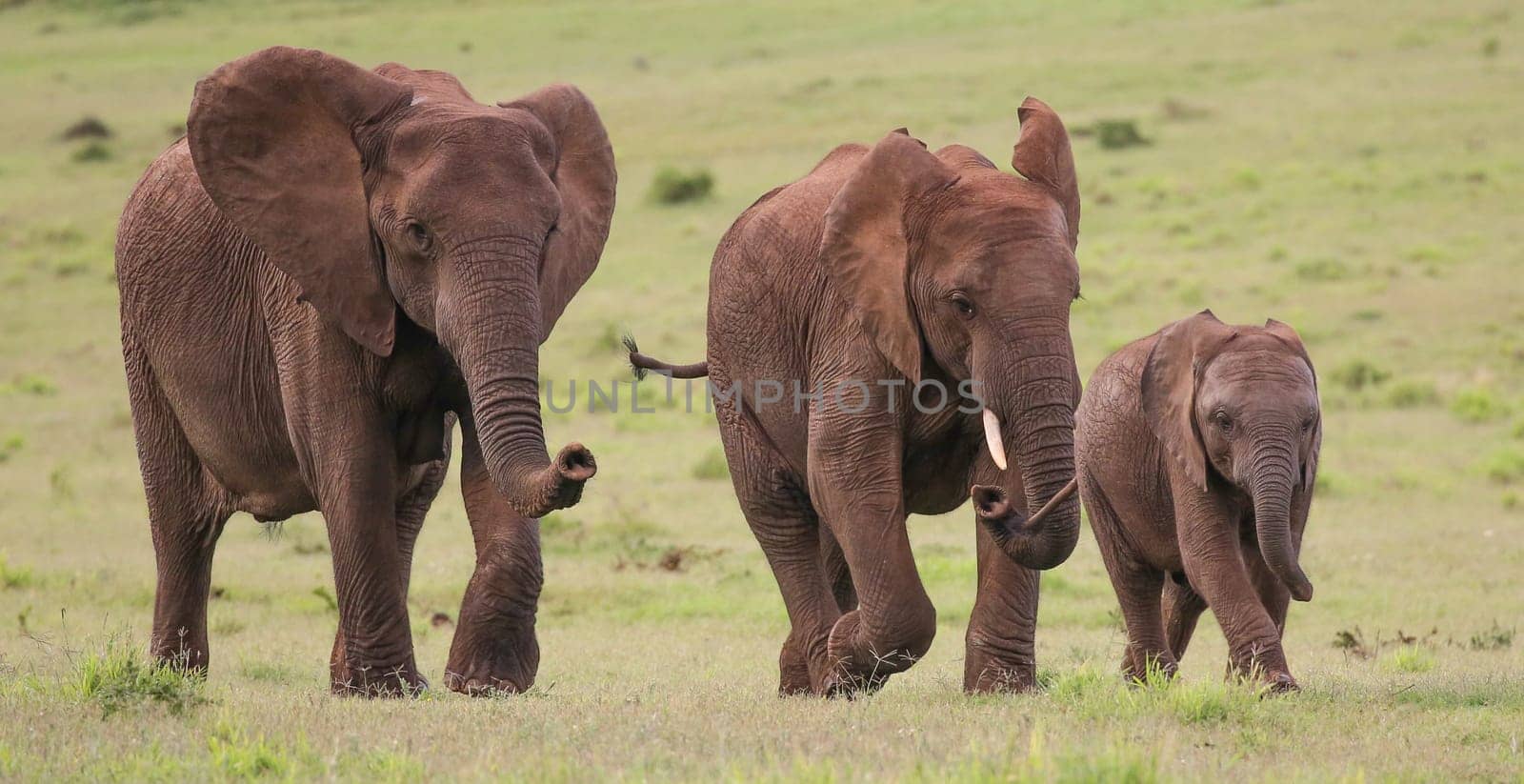 Family of African elephants walking acroos the green grass