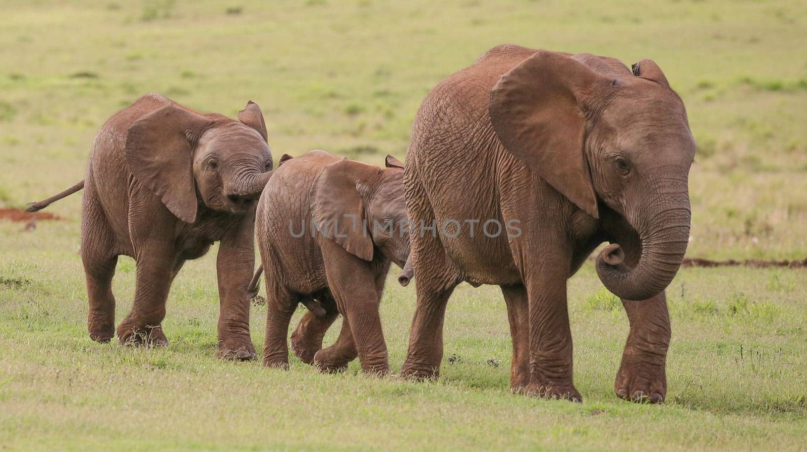 Young family of African elephants walking across the green grass
