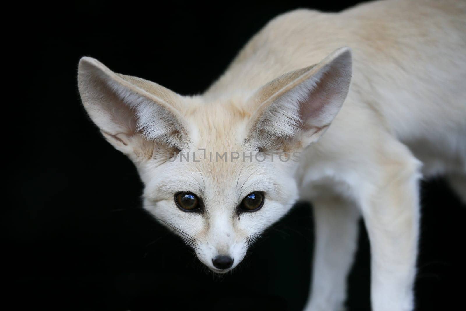 Beautiful little fennic desert fox with very large ears