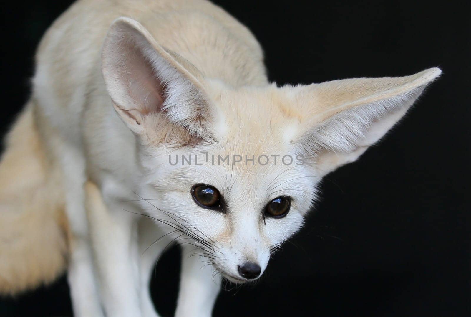 Beautiful little fennic desert fox with very large ears