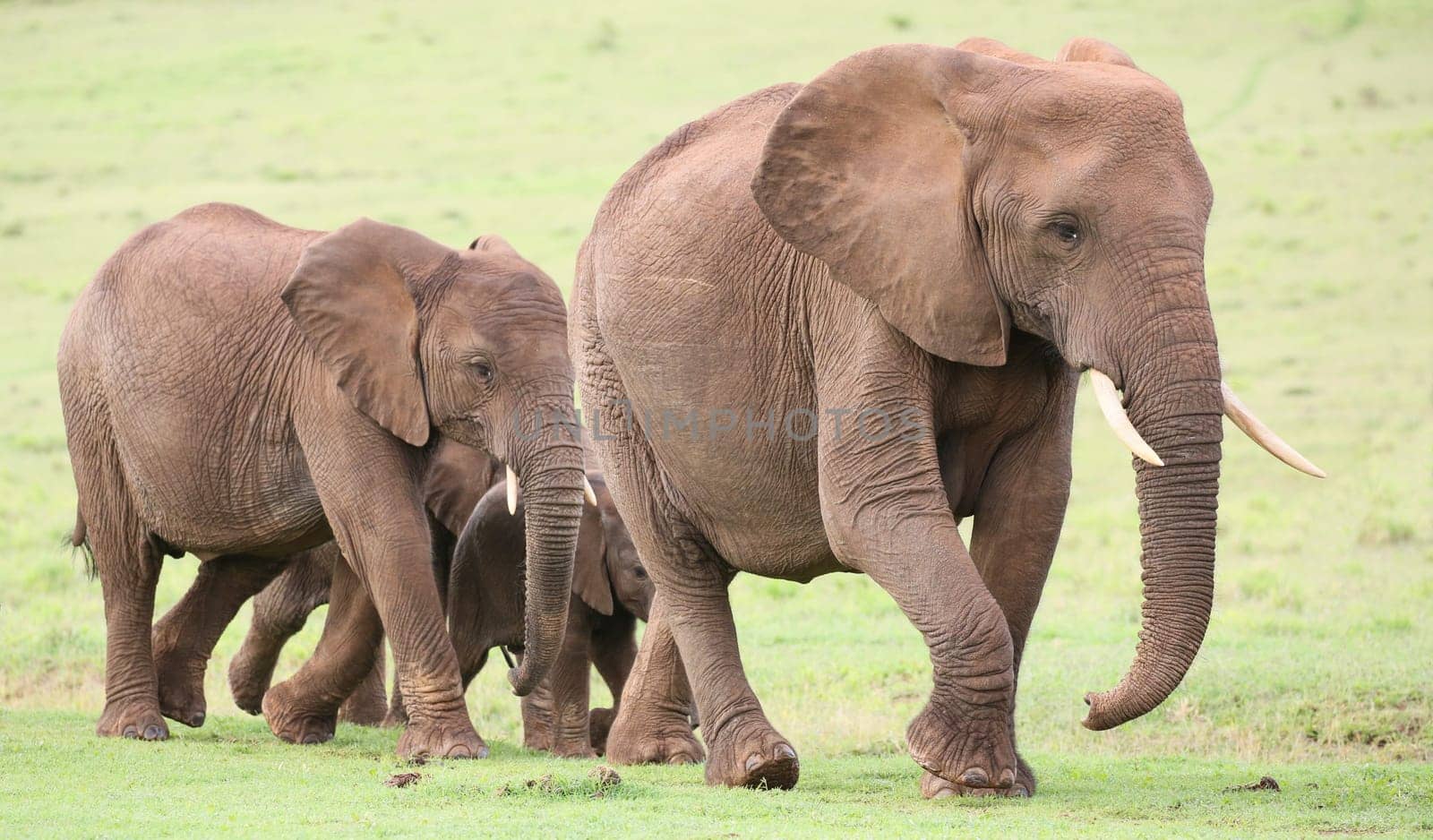 Family of African elephants walking acroos the green grass