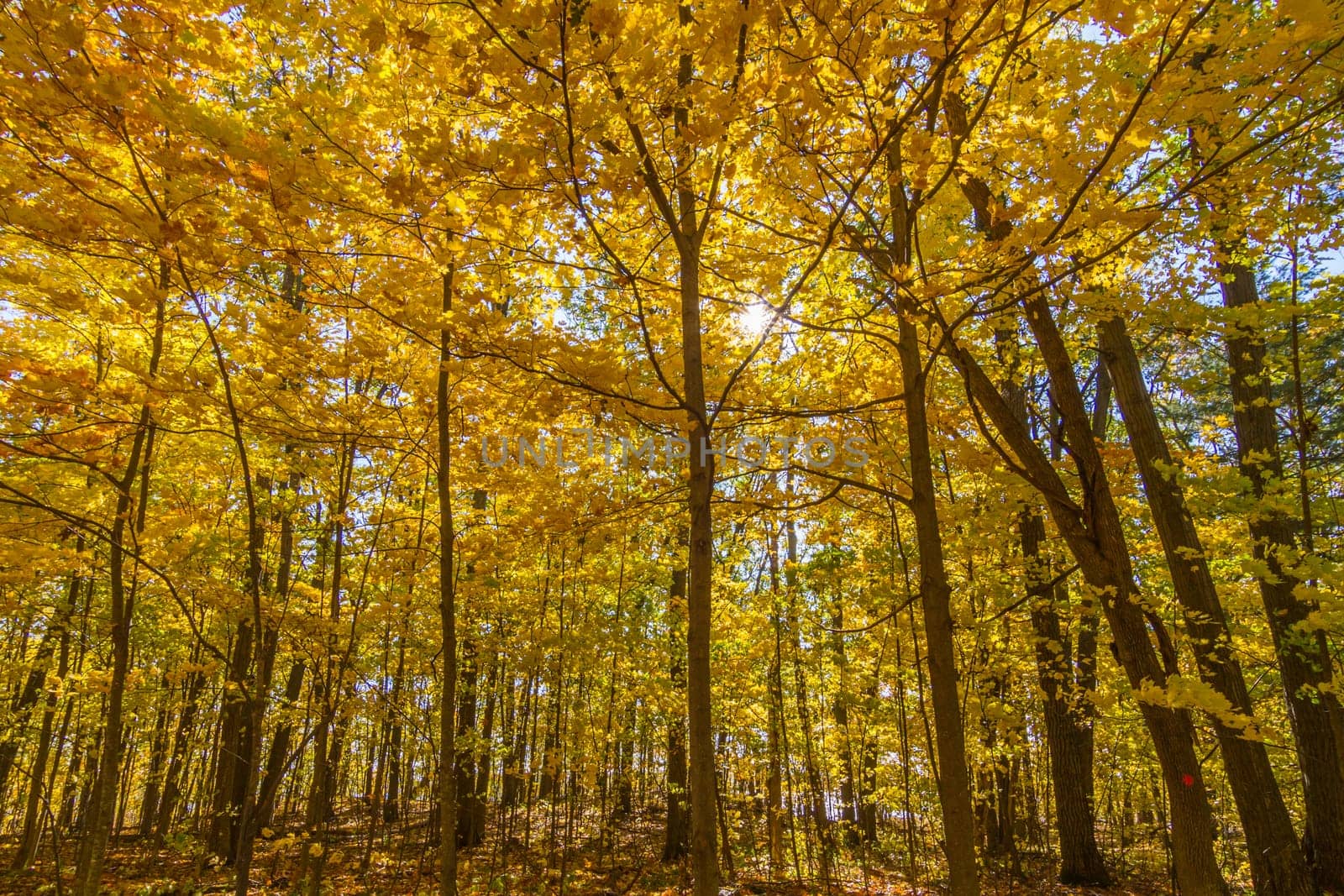 This photo was shot from Ottawa in autumn, Canada.