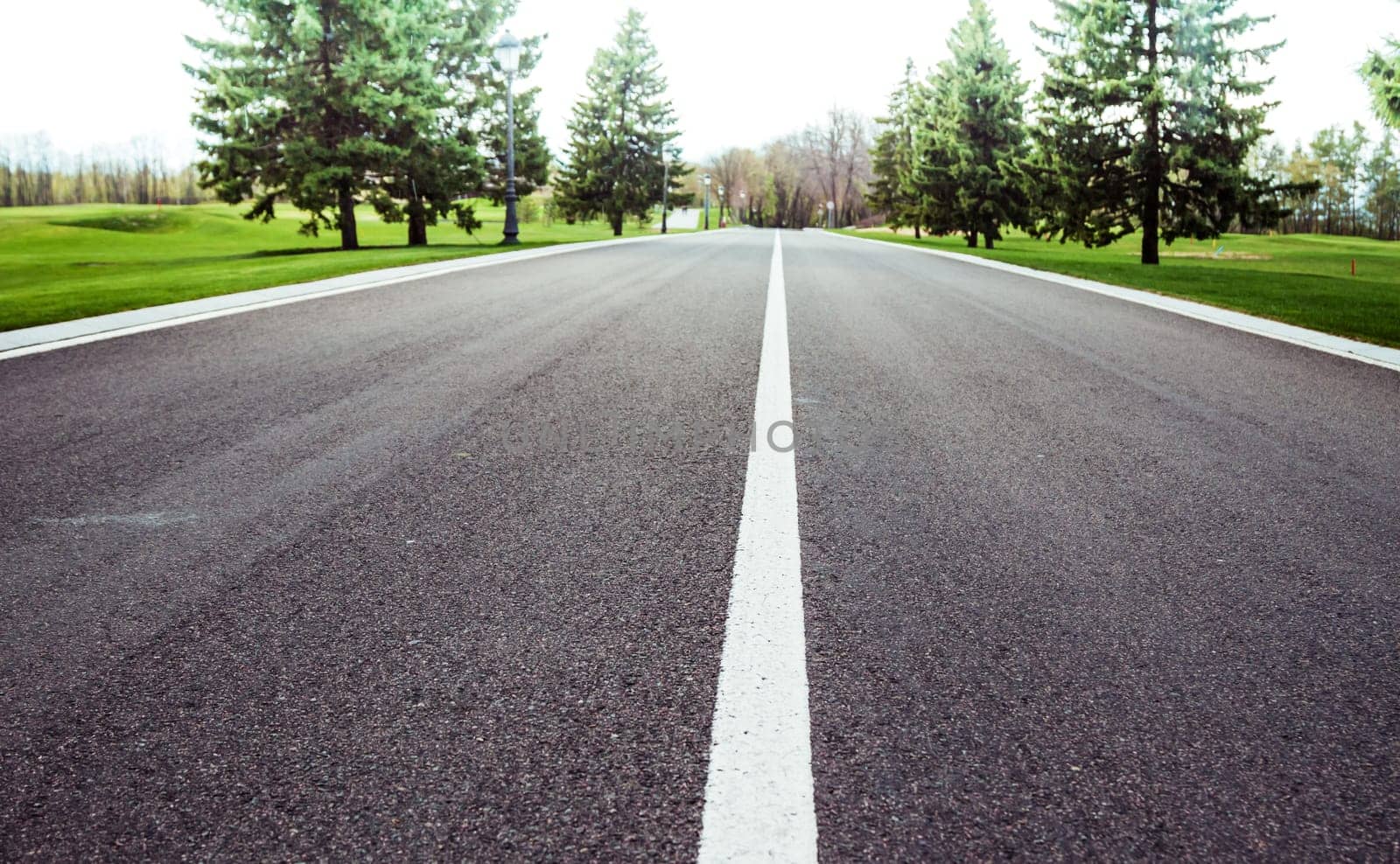 road going to horizon among fields and fir-trees
